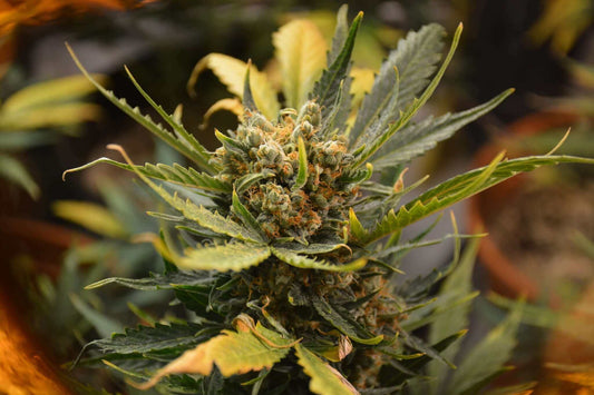 View details for What is CBG Flower? What is CBG Flower?