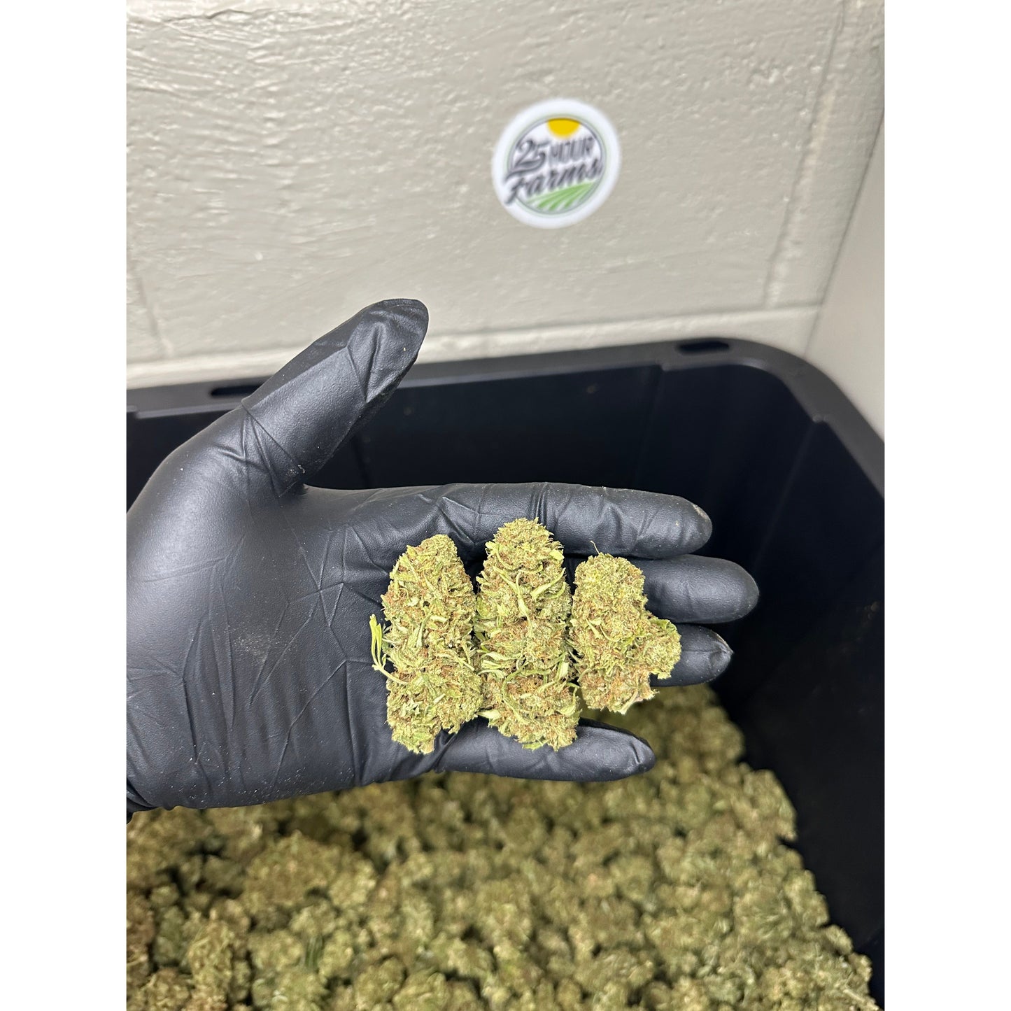 Sour Brulee CBD Hemp Flower