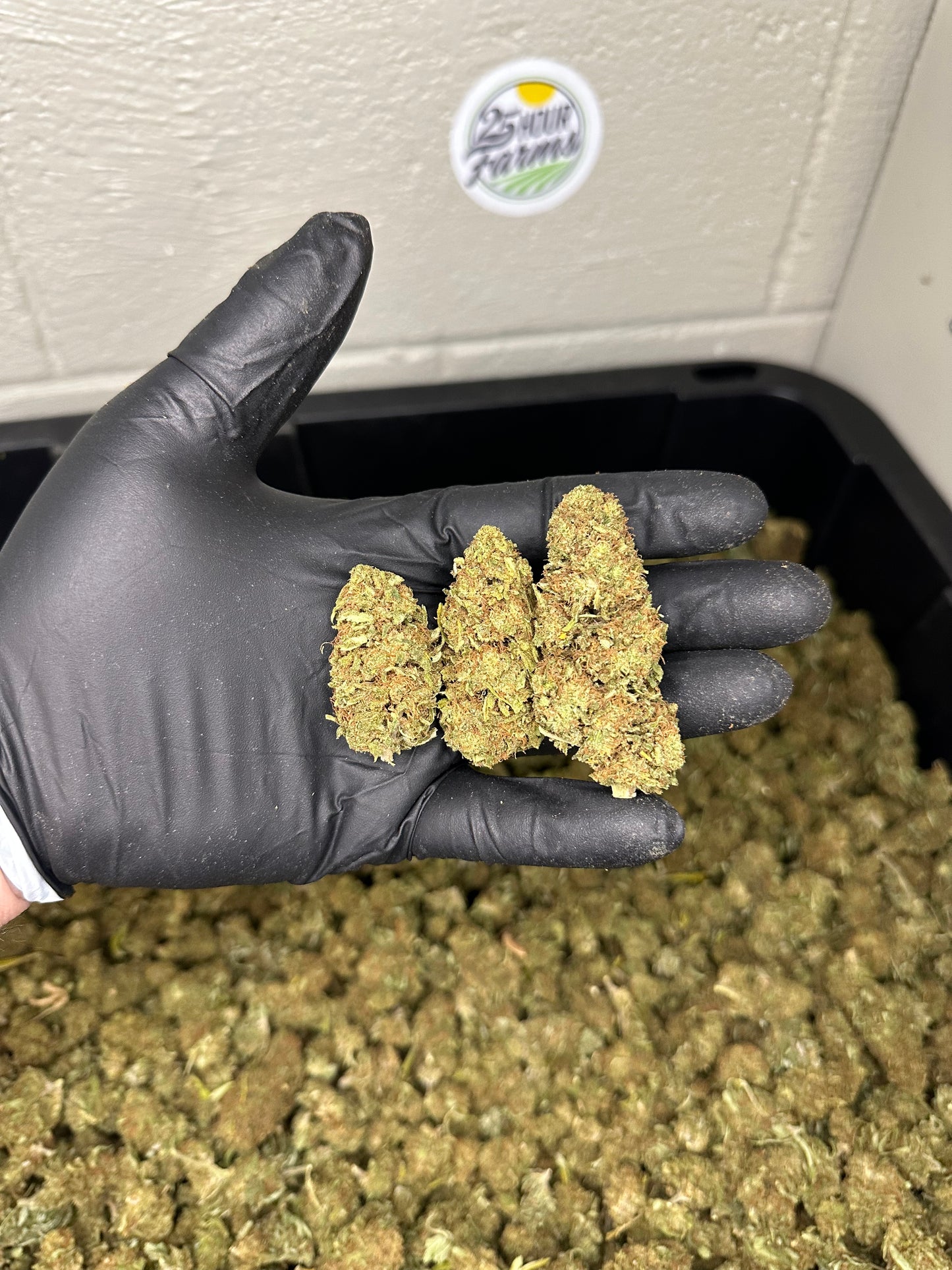 Orange Gas CBD Hemp Flower