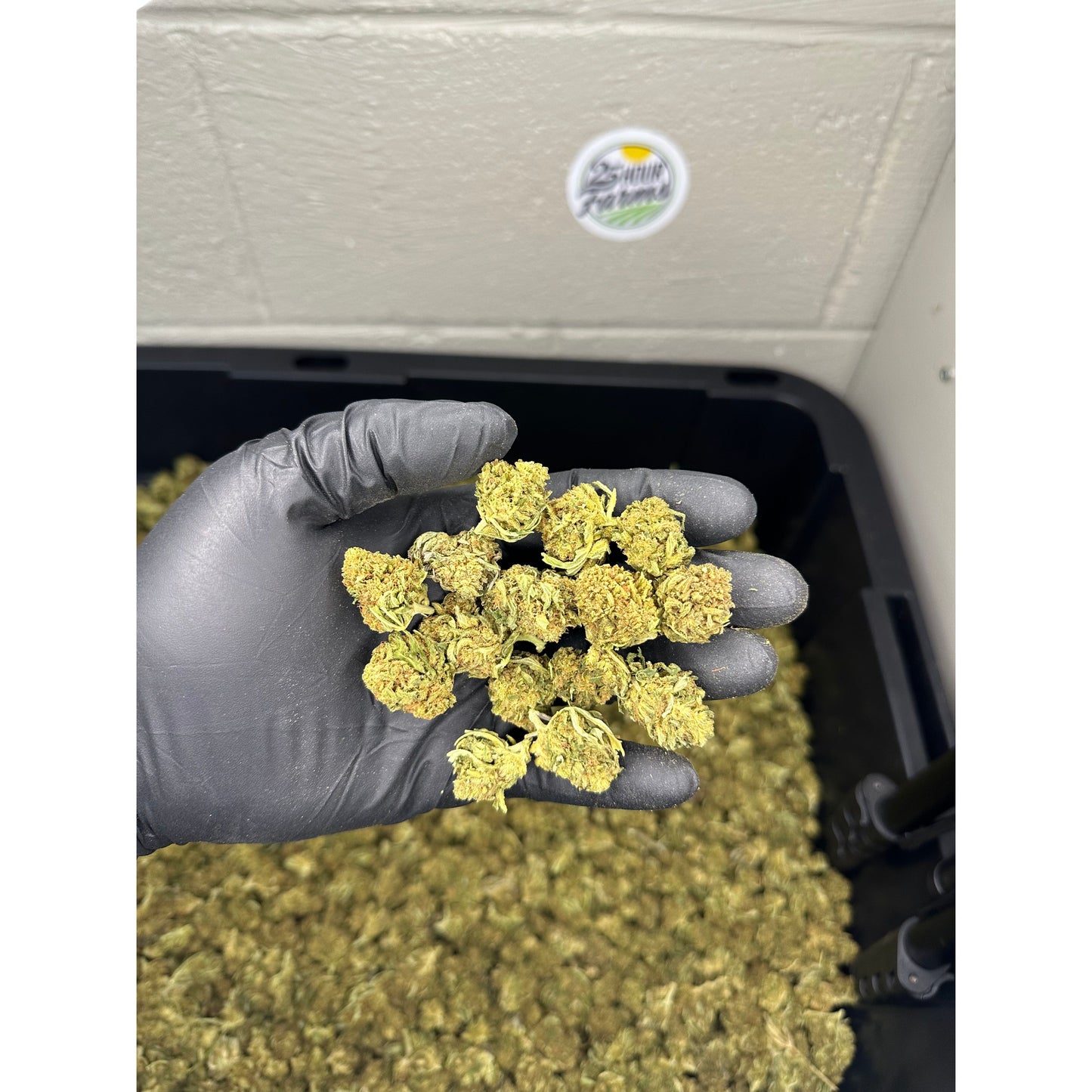 Hawaiian Haze Hemp Flower Smalls