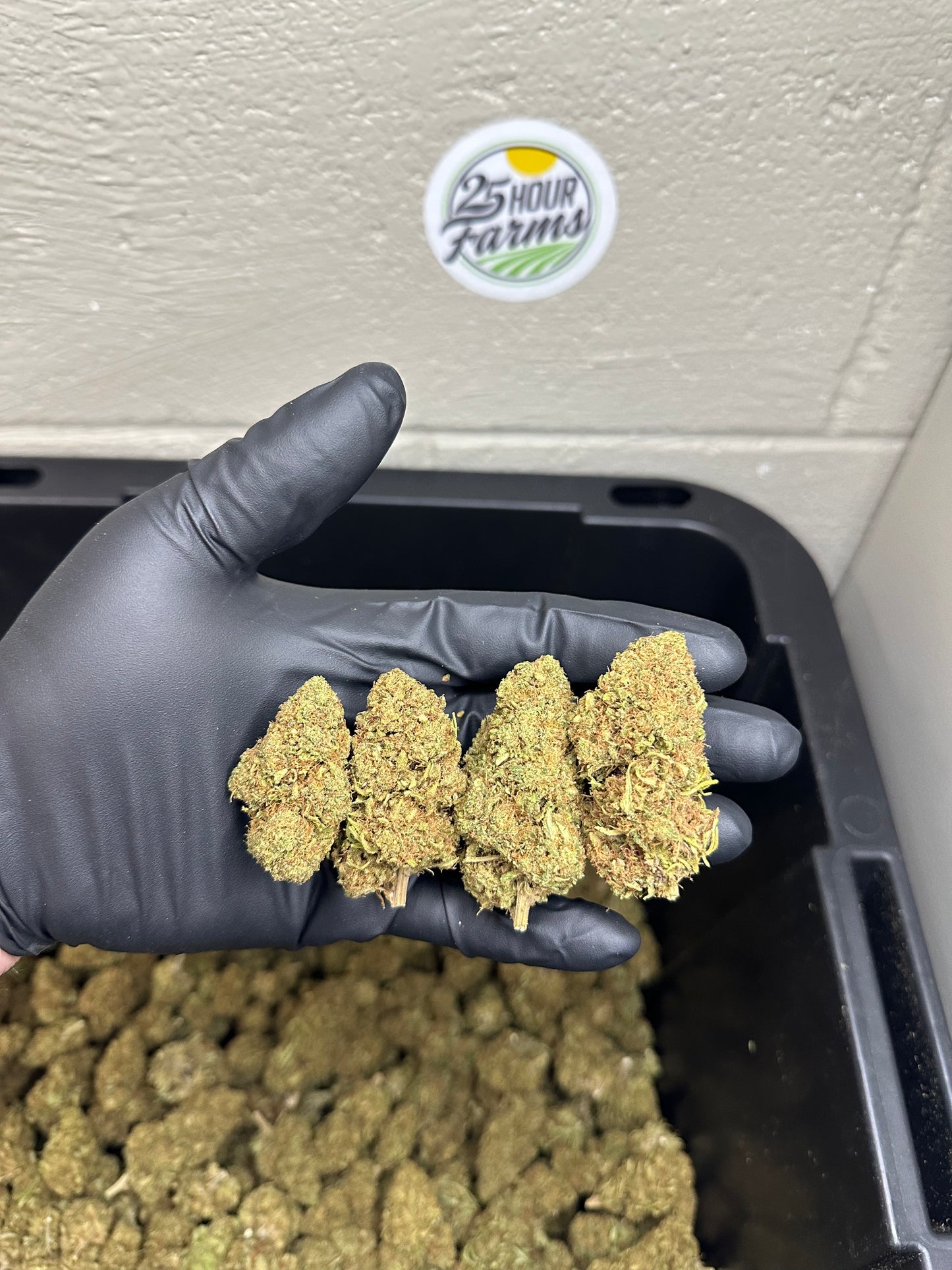 Mimosa CBD Hemp Flower
