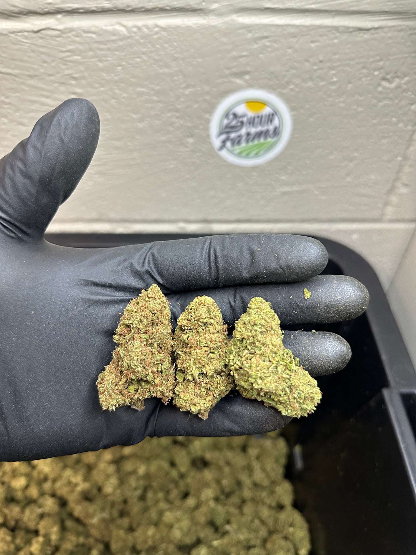 Sour Apple Pie CBD Hemp Flower