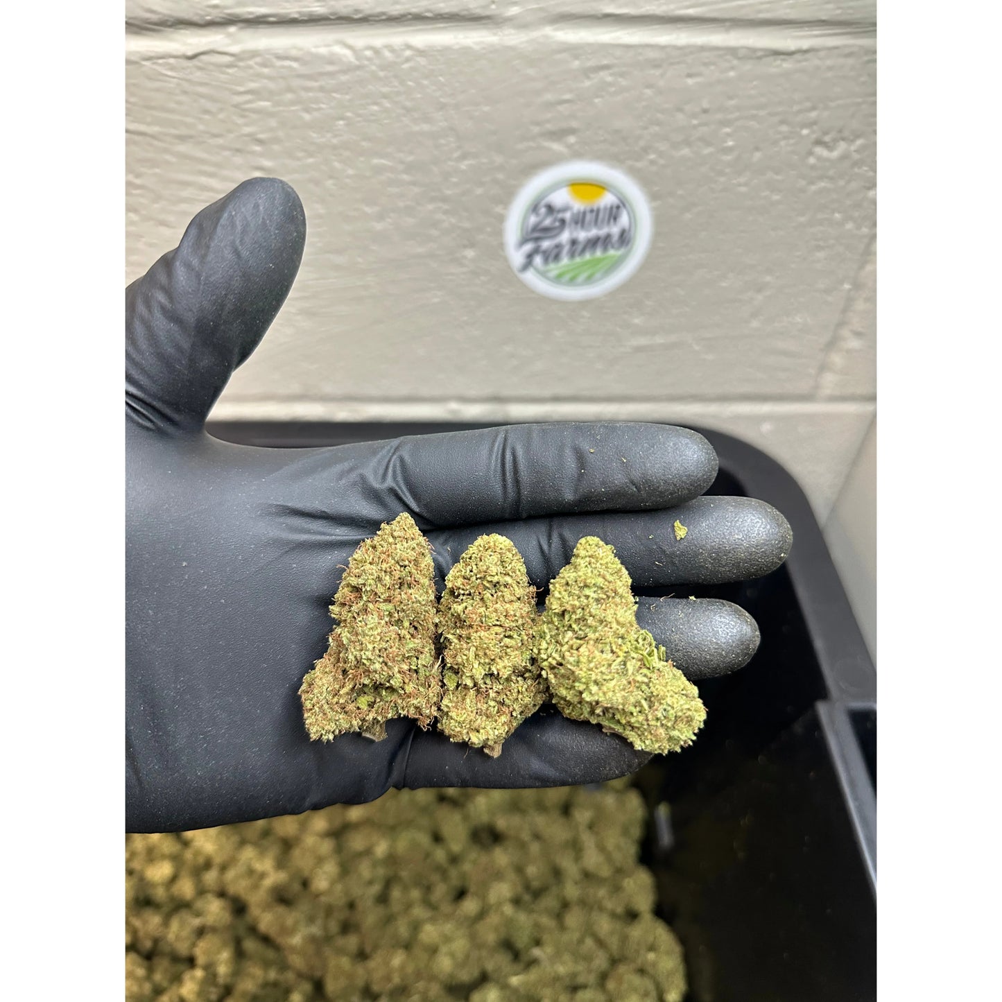 Sour Apple Pie CBD Hemp Flower