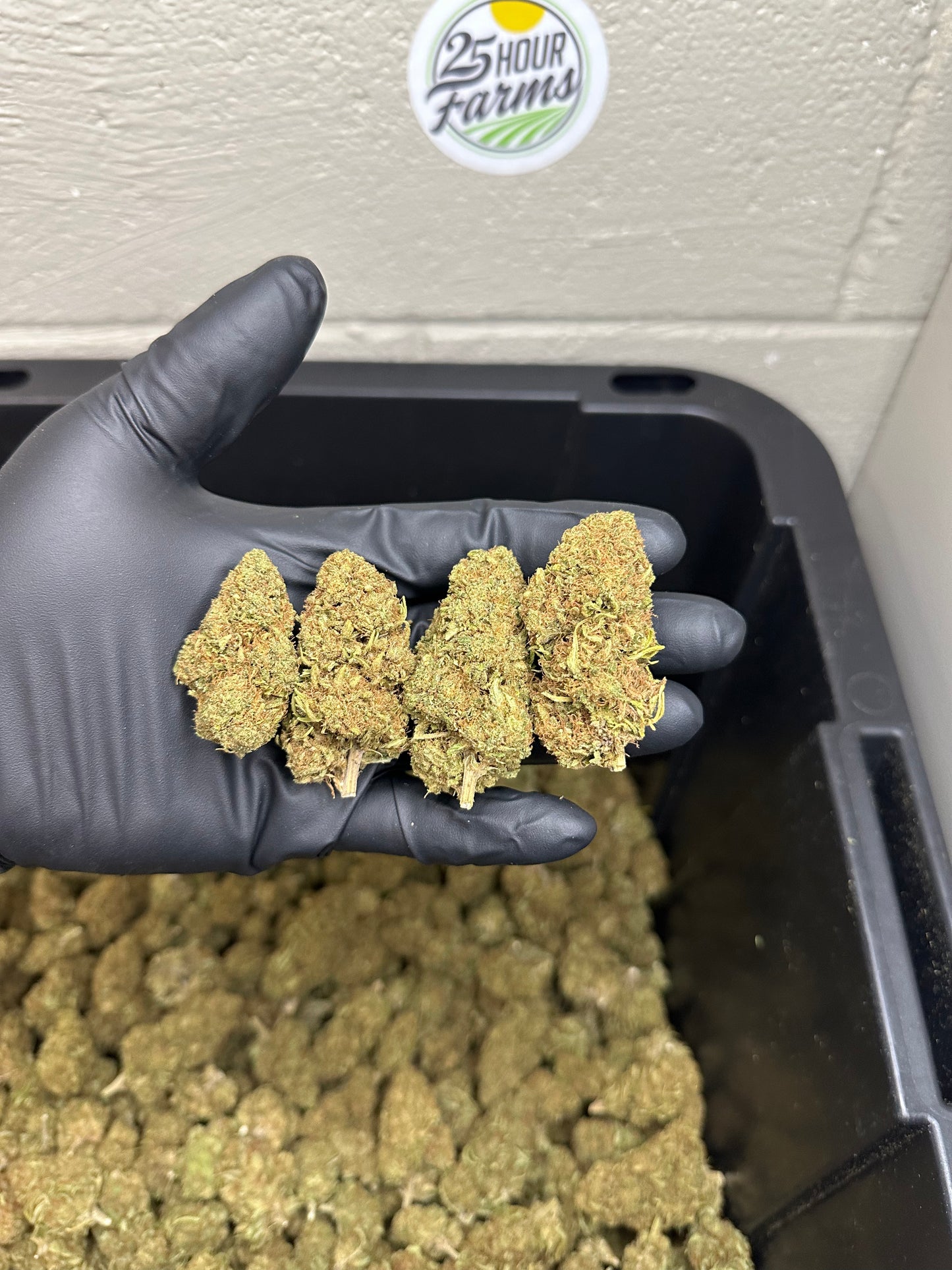 Mimosa CBD Hemp Flower