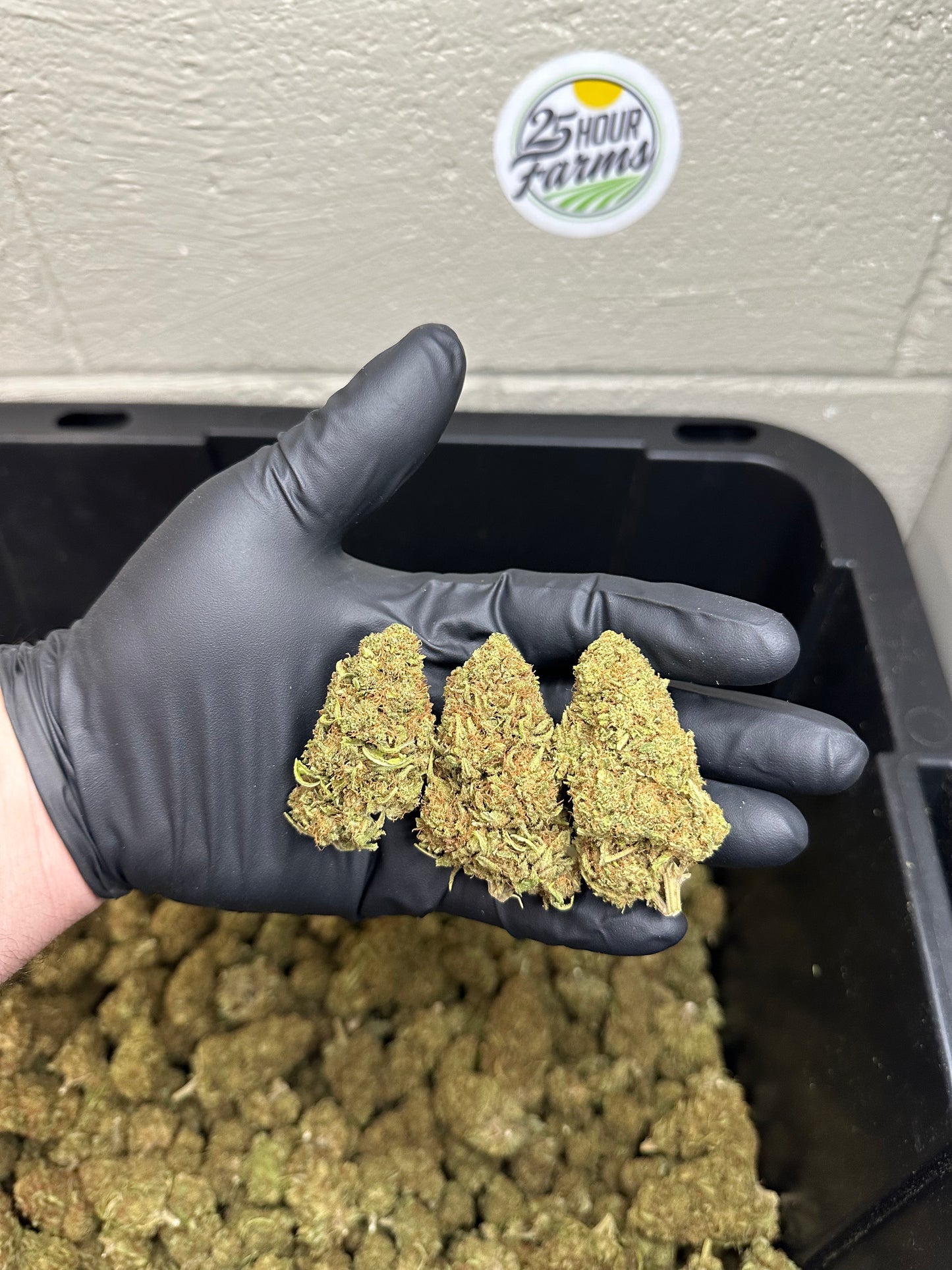 Mimosa CBD Hemp Flower
