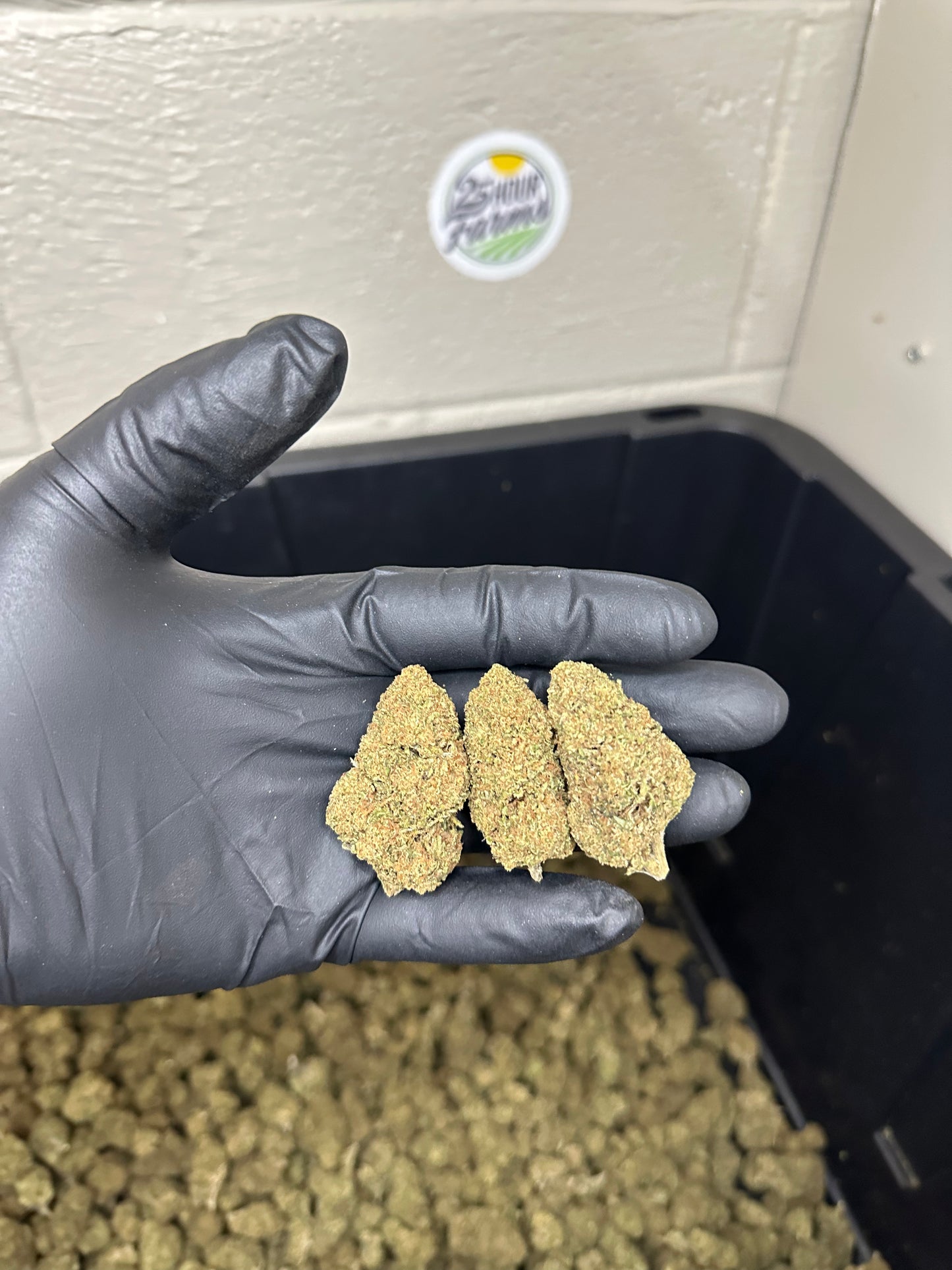 Casino Cookies CBD Hemp Flower