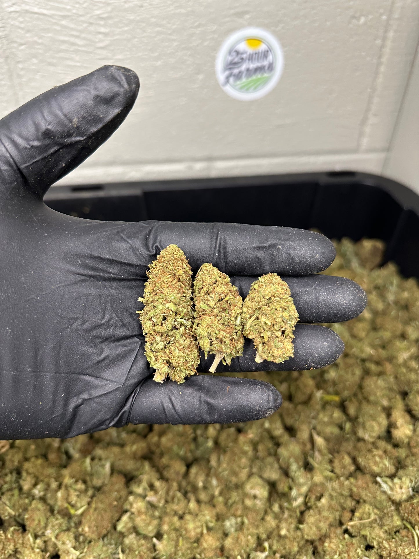 Orange Gas CBD Hemp Flower