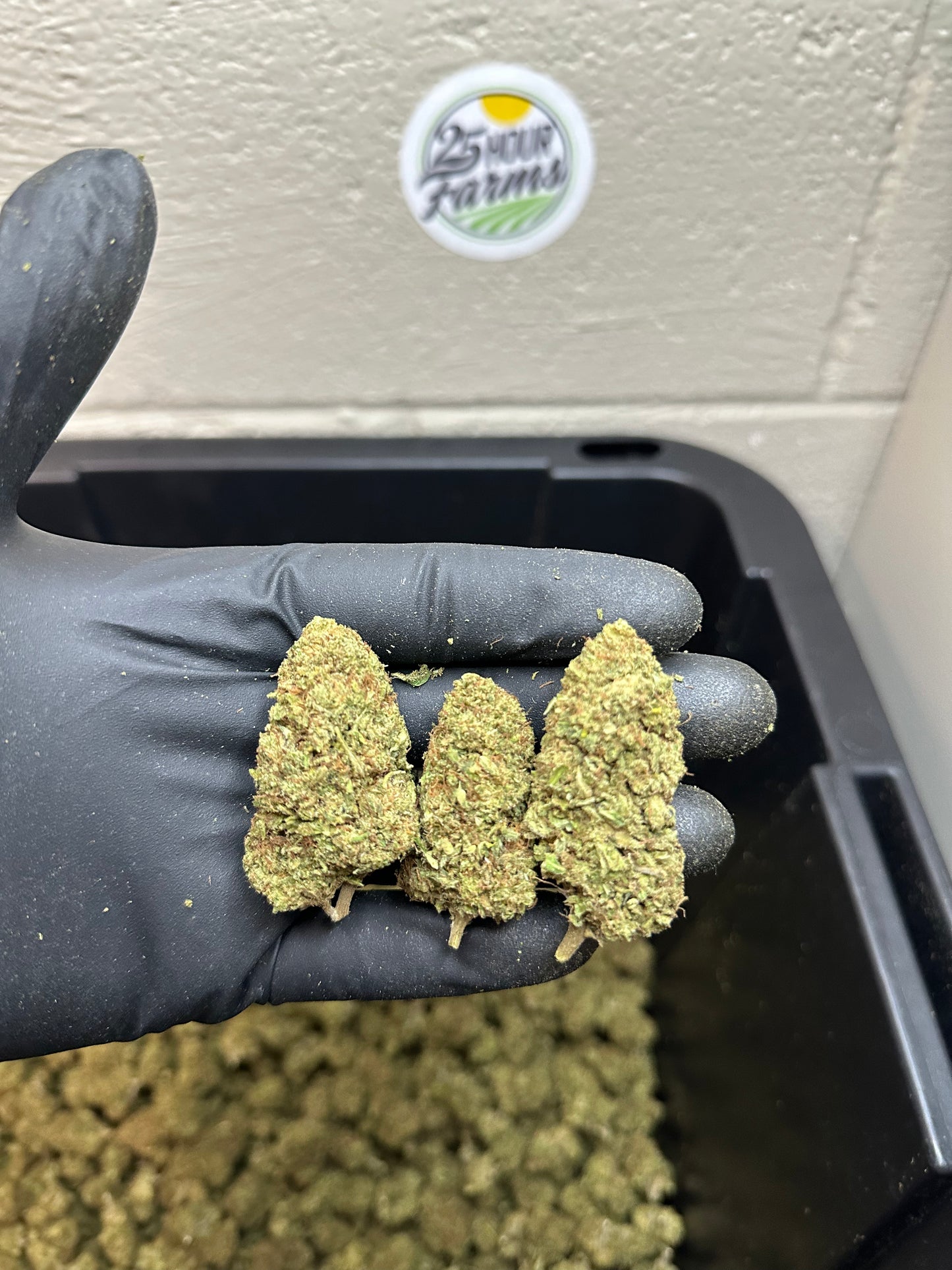 Sour Apple Pie CBD Hemp Flower