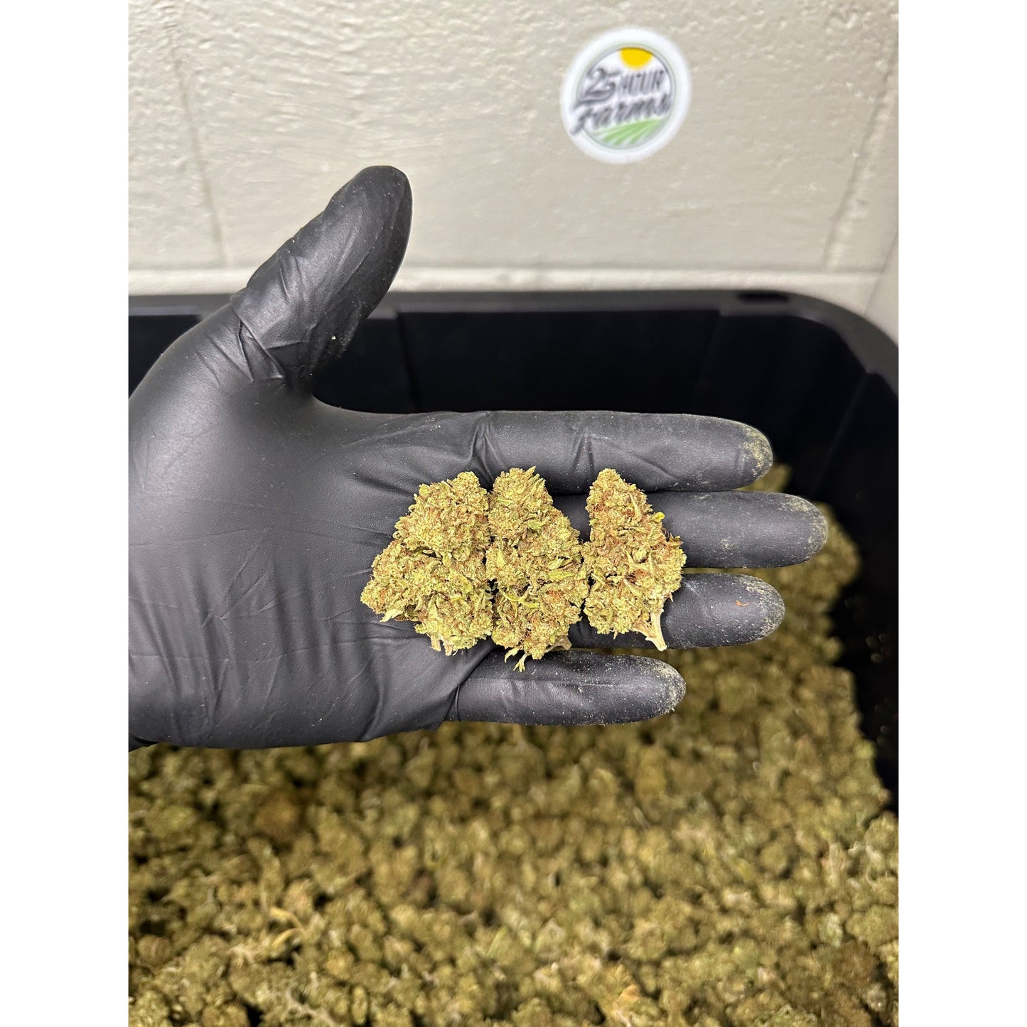 Mothership Hemp Flower