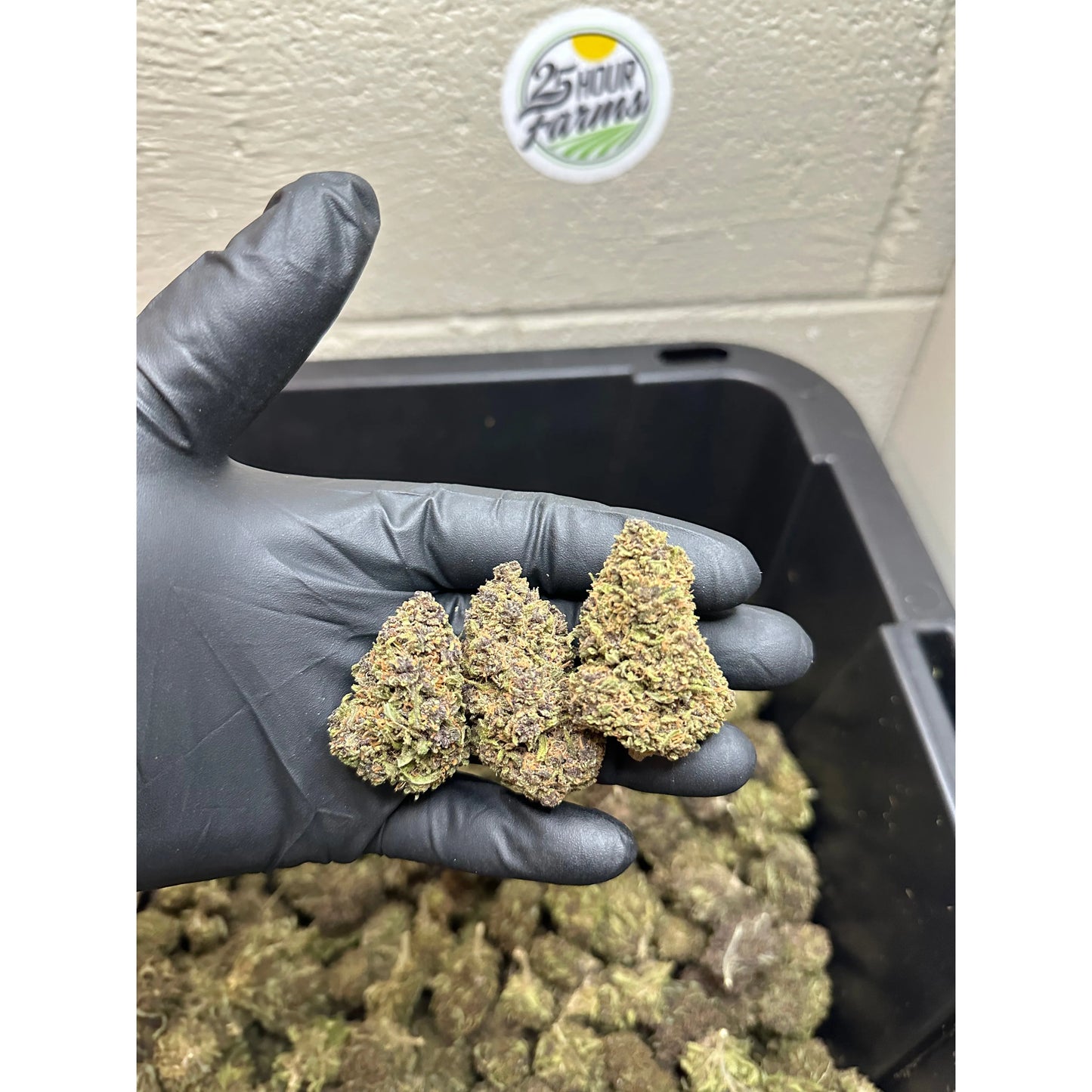 Purple Skunk Hemp Flower