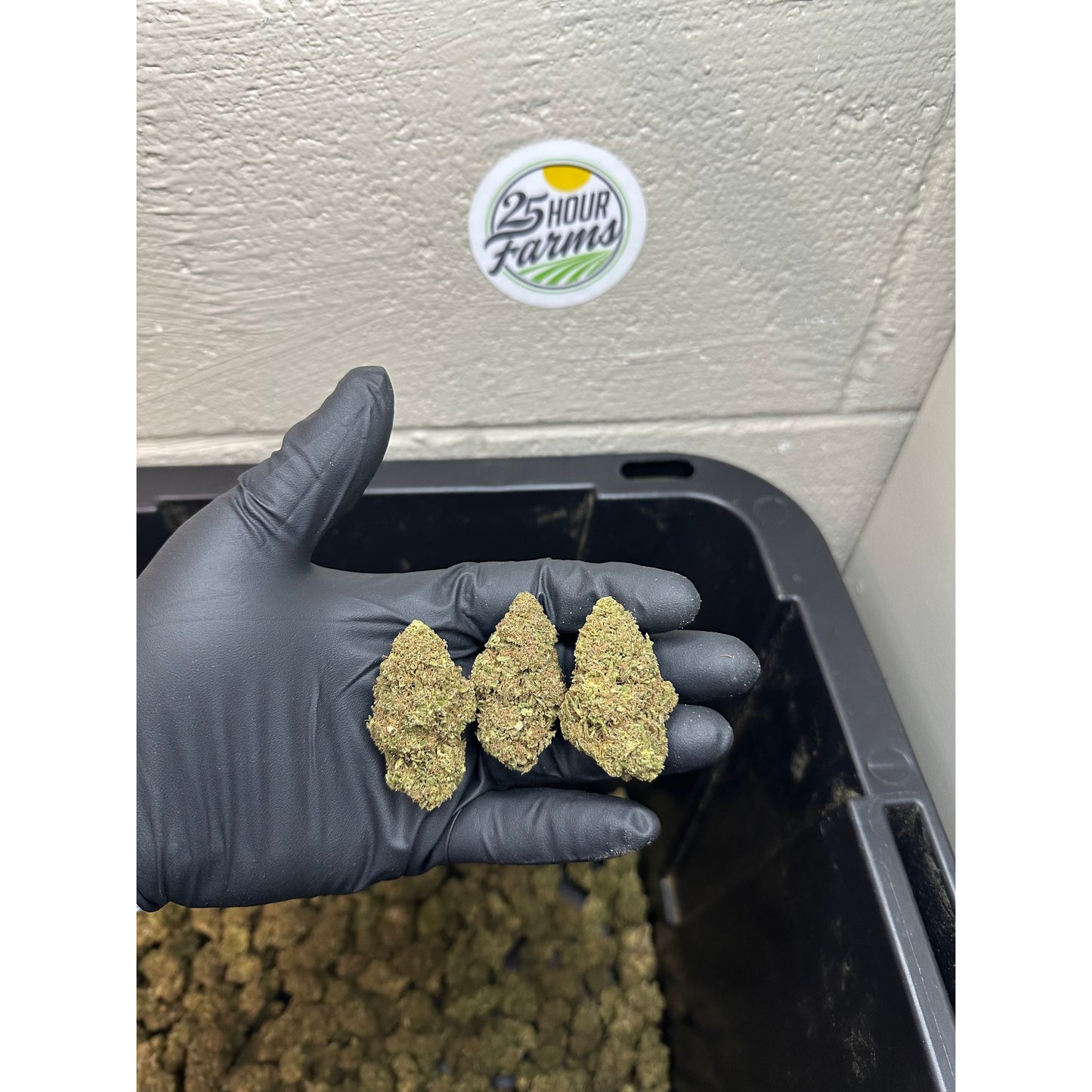 Cherry Limeade CBD Hemp Flower