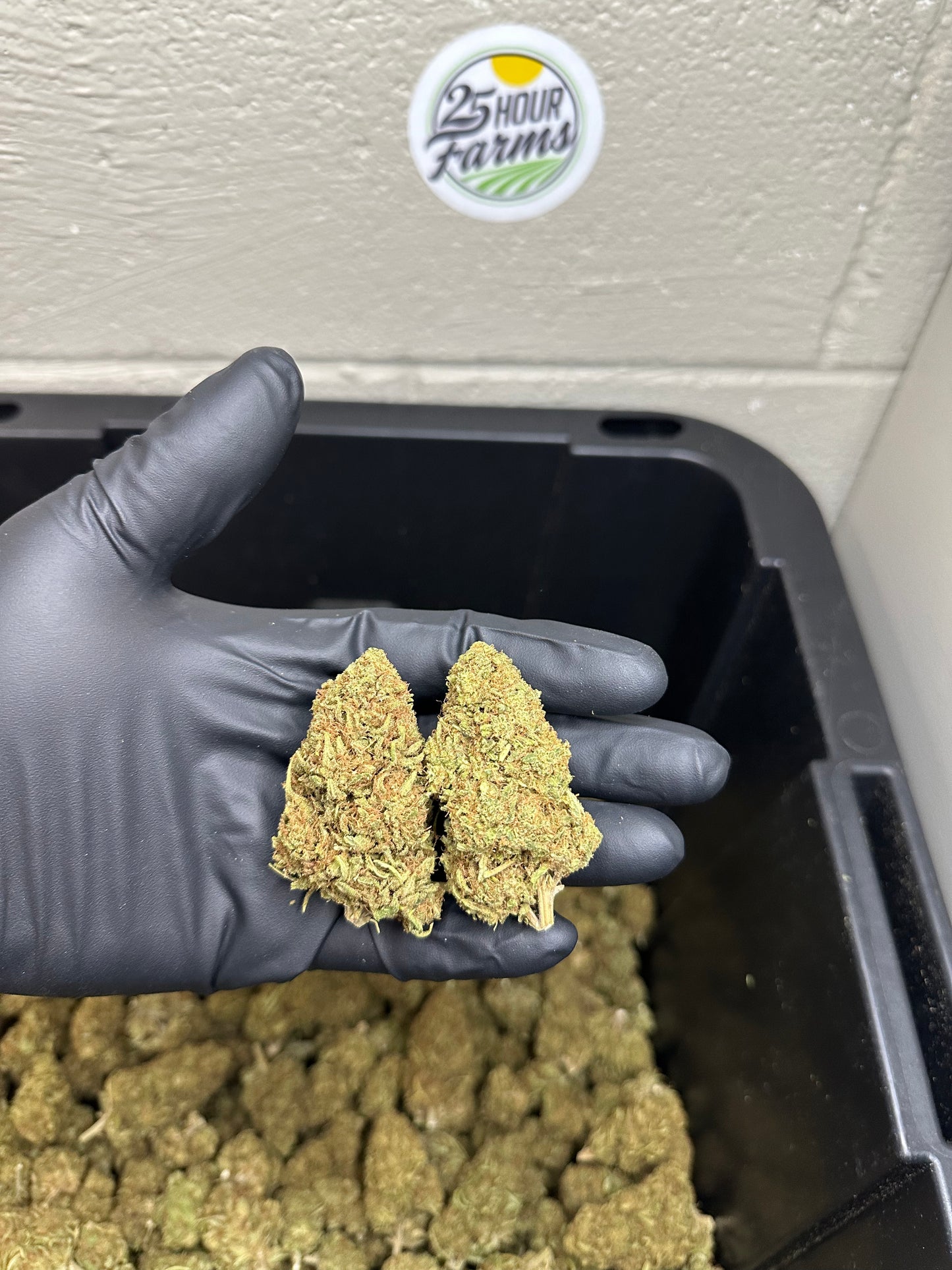 Mimosa CBD Hemp Flower
