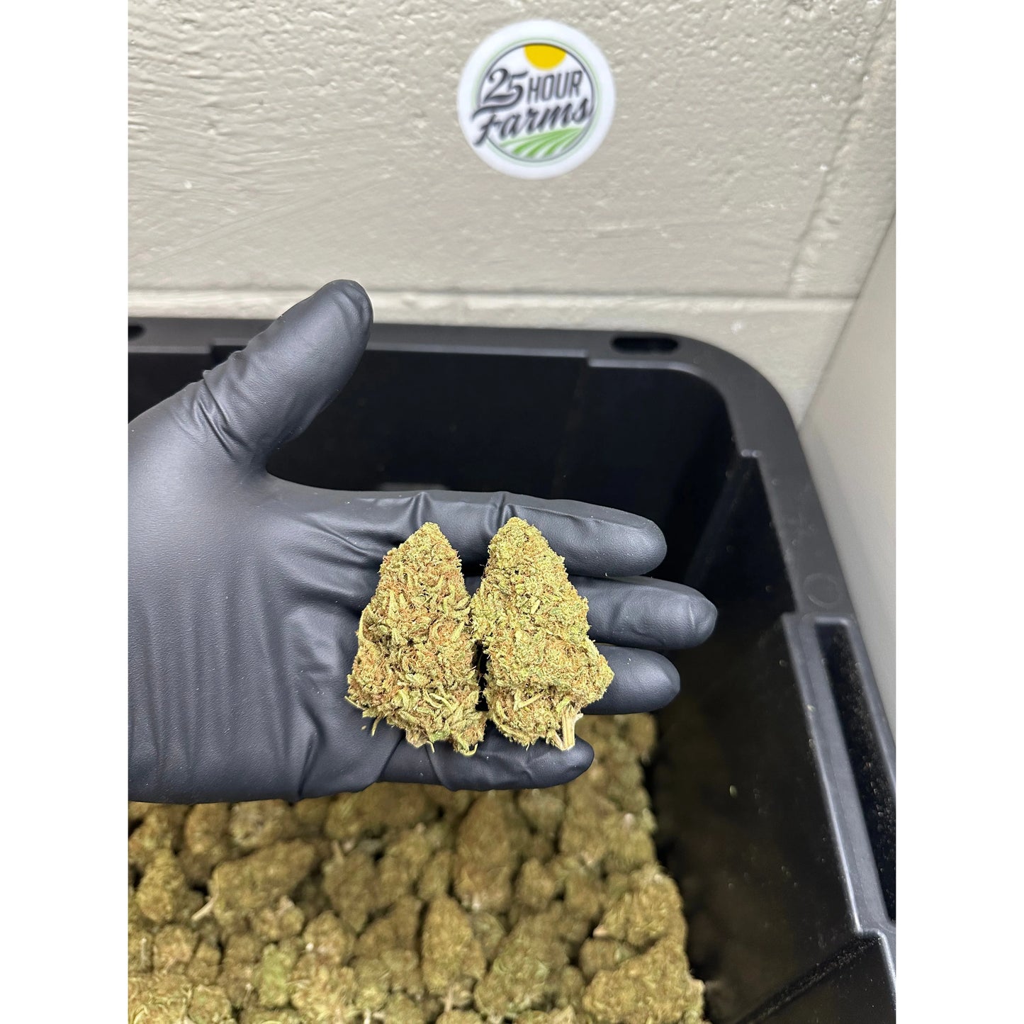 Mimosa CBD Hemp Flower