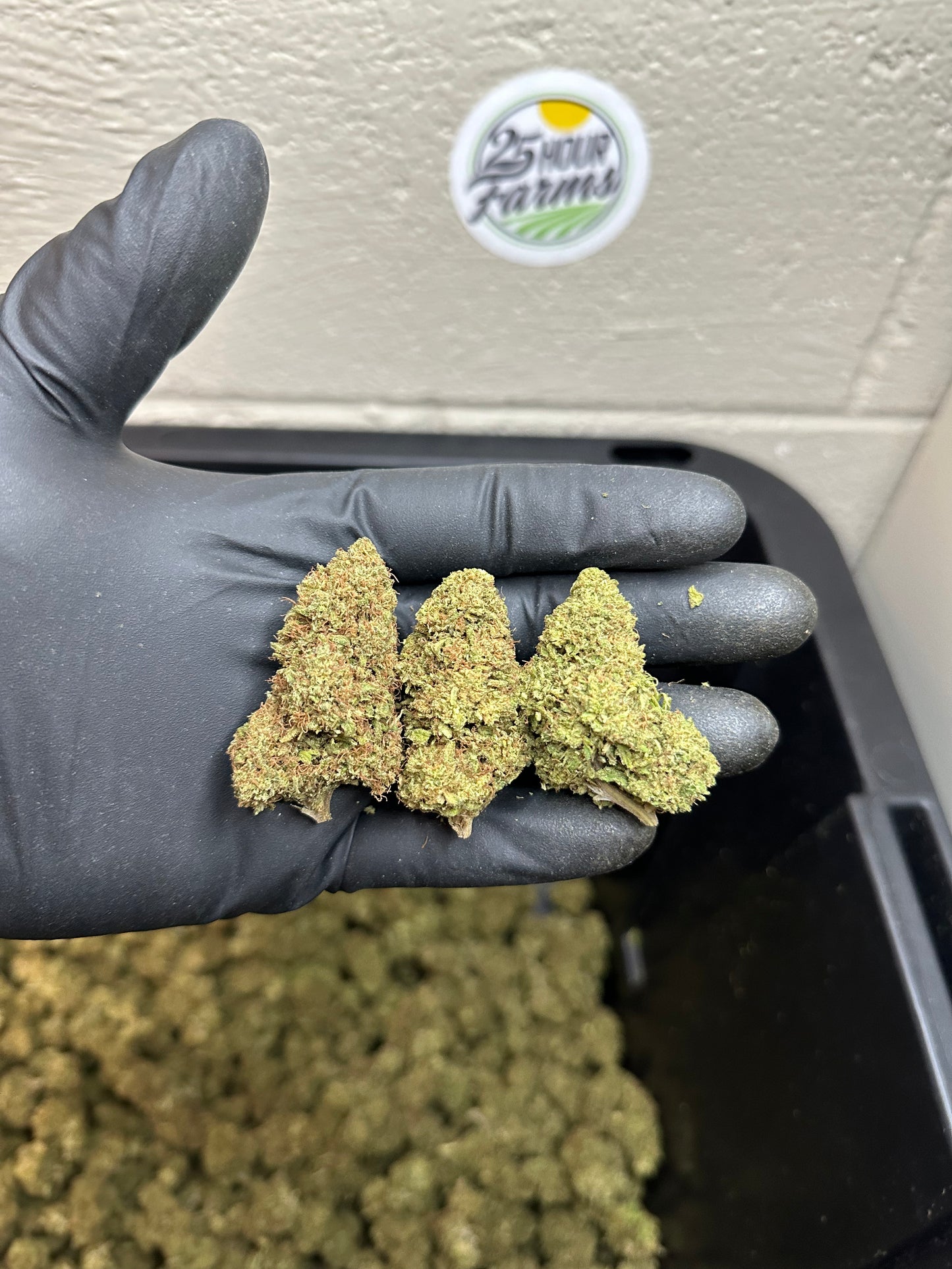 Sour Apple Pie CBD Hemp Flower