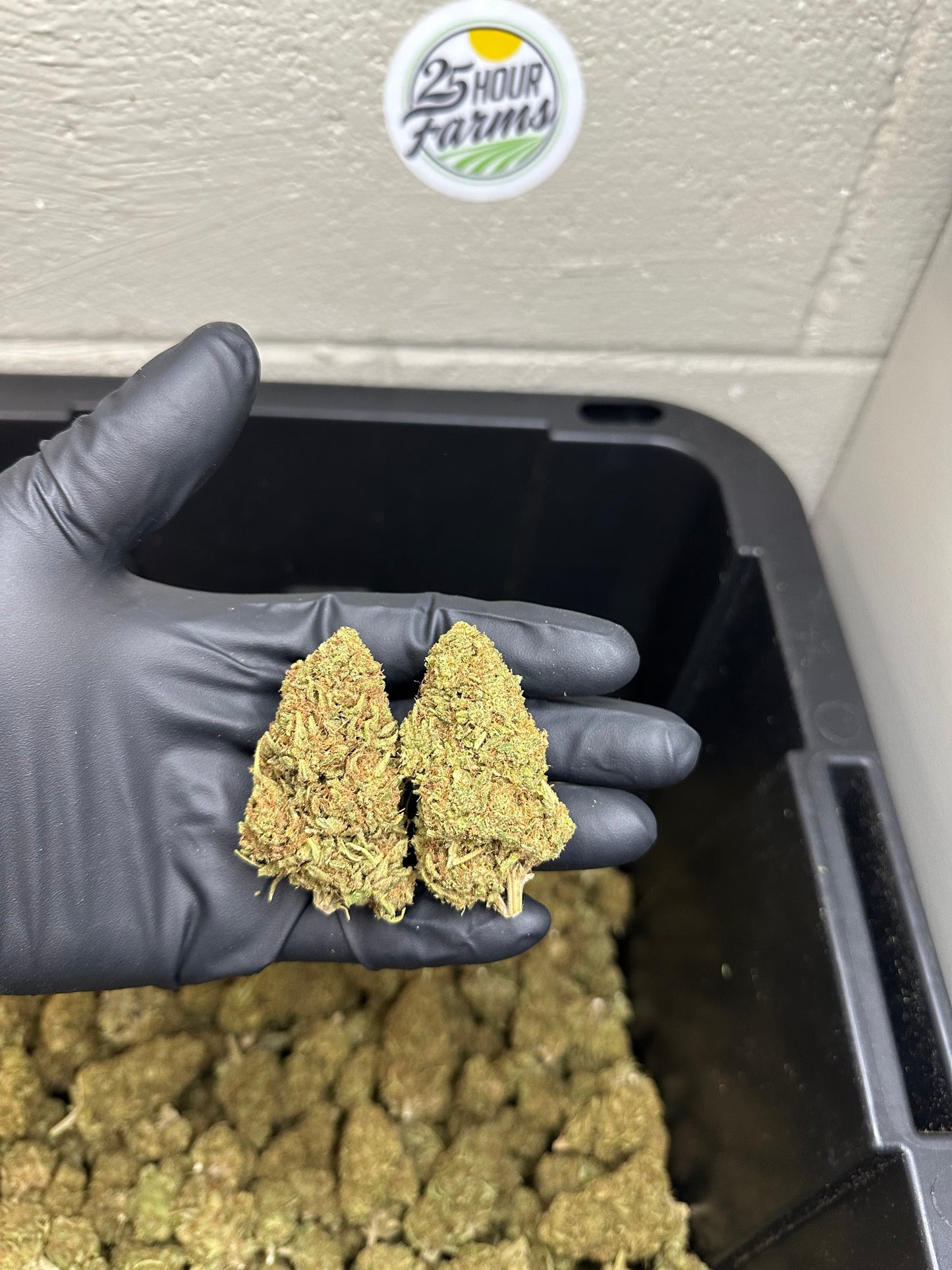 Mimosa CBD Hemp Flower