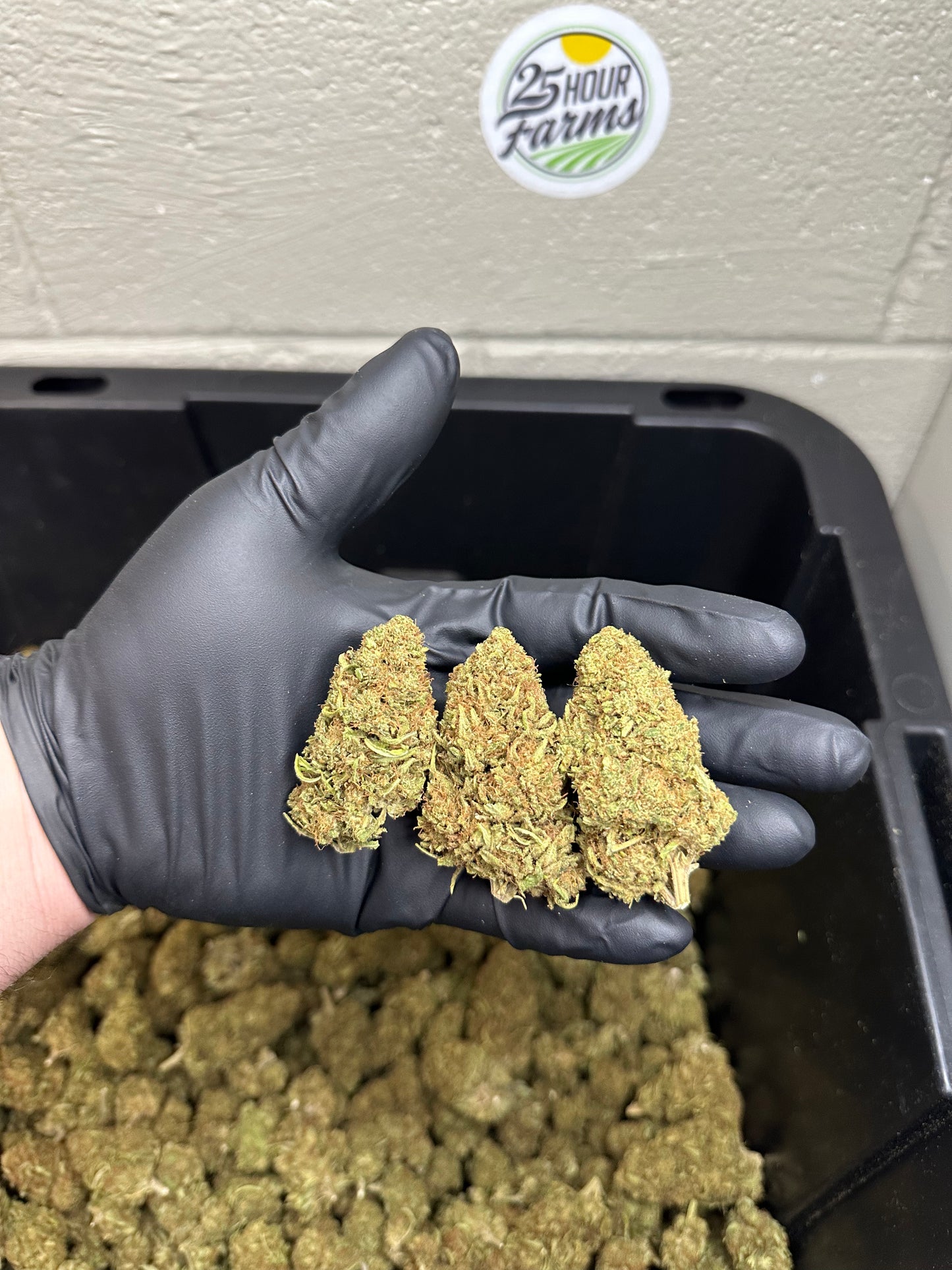 Mimosa CBD Hemp Flower