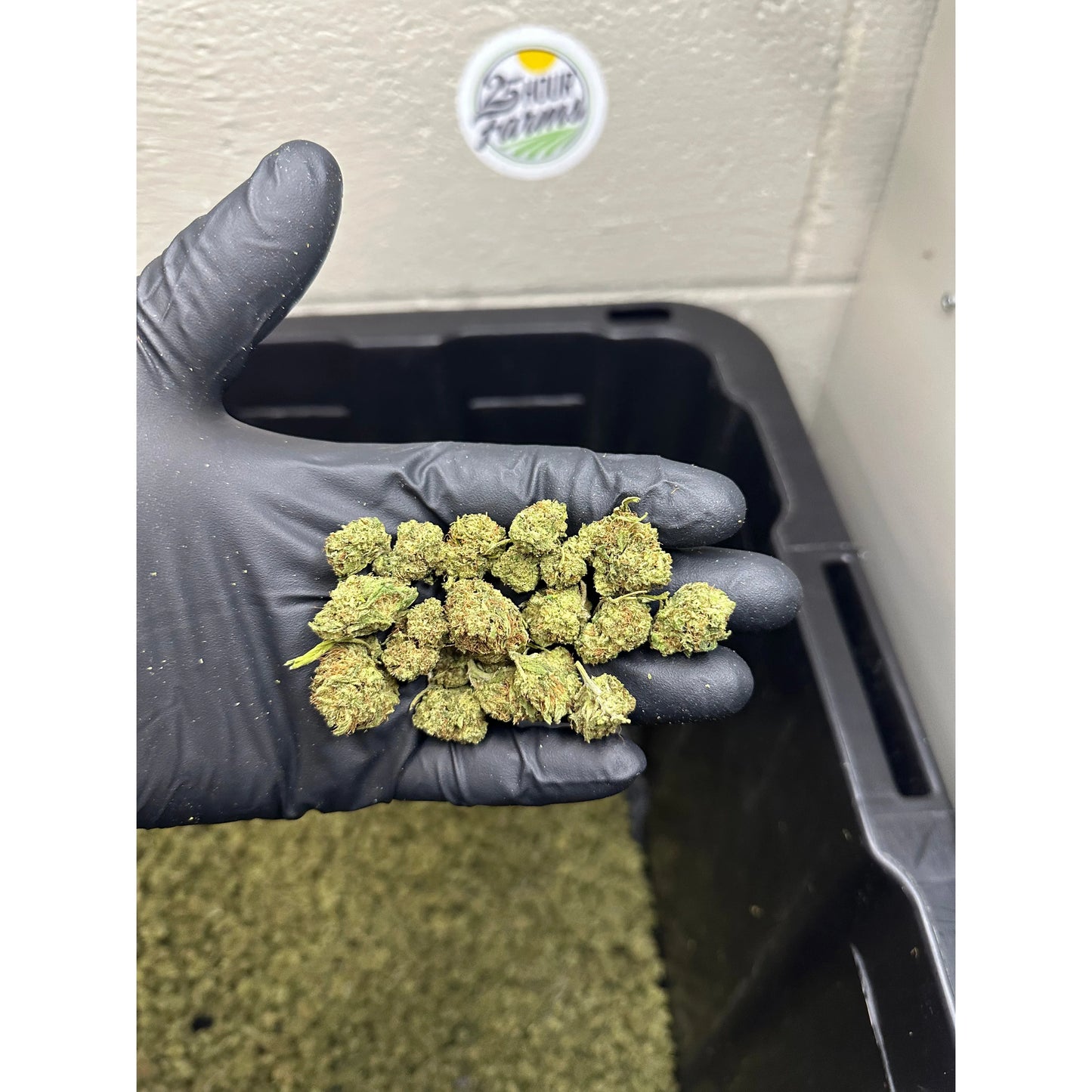 Sour Apple Pie Smalls