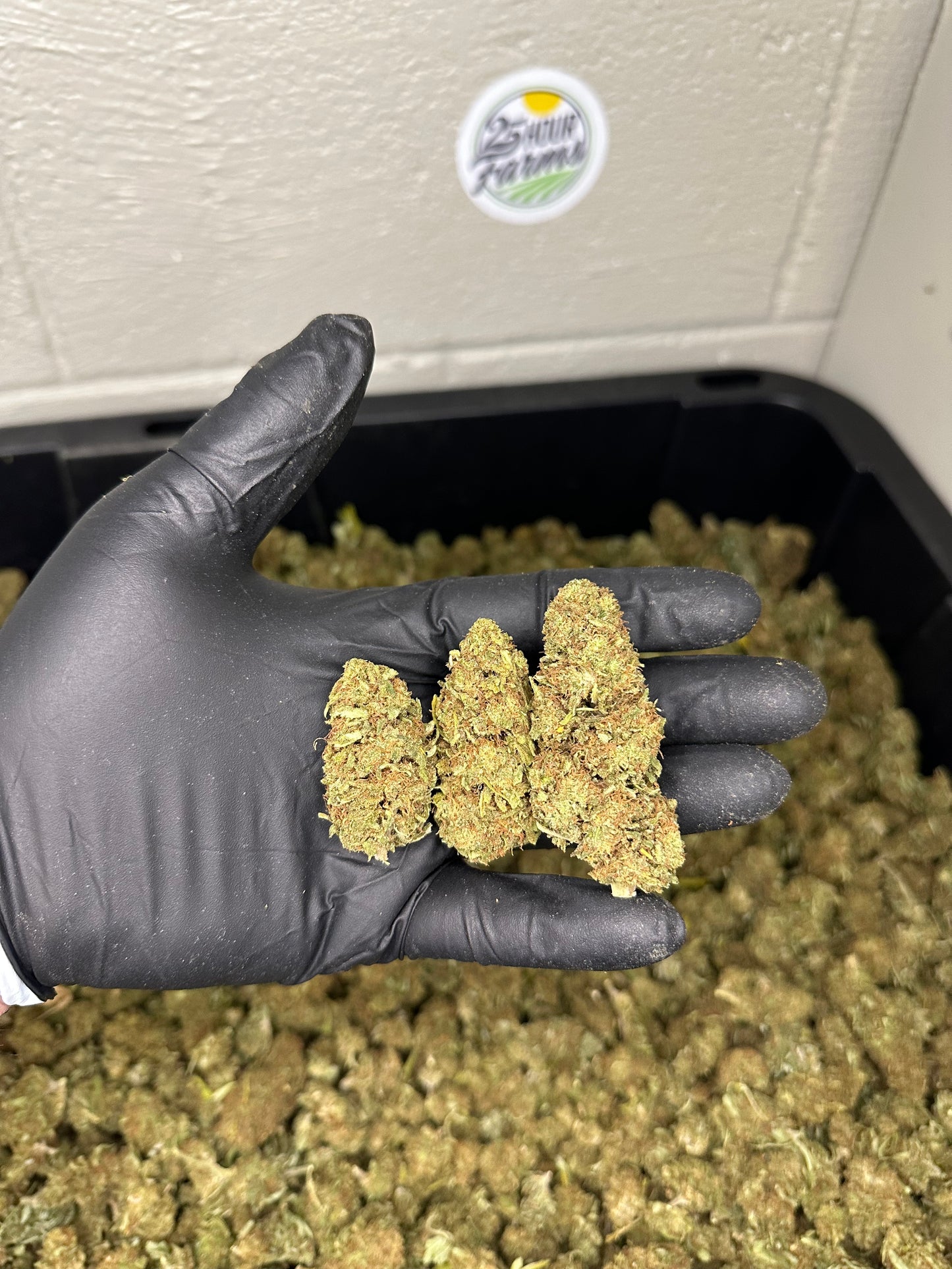 Orange Gas CBD Hemp Flower