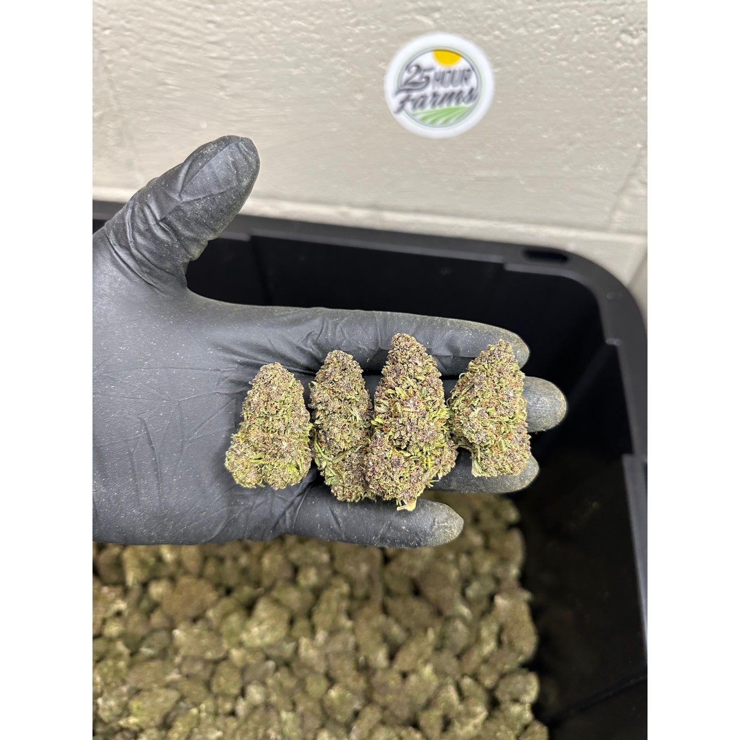 Purple Octane Hemp Flower