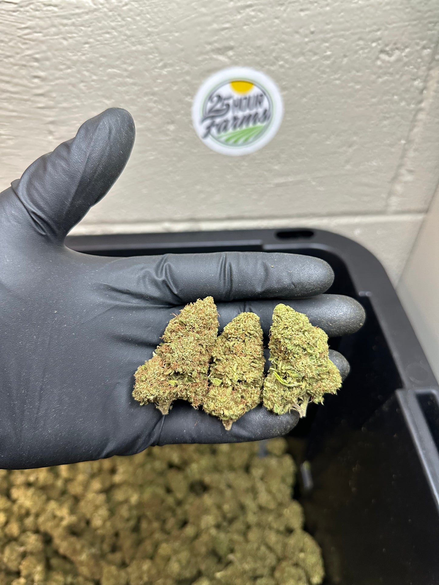 Sour Apple Pie CBD Hemp Flower