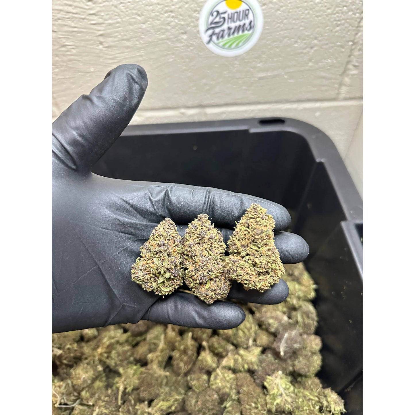 Purple Skunk Hemp Flower
