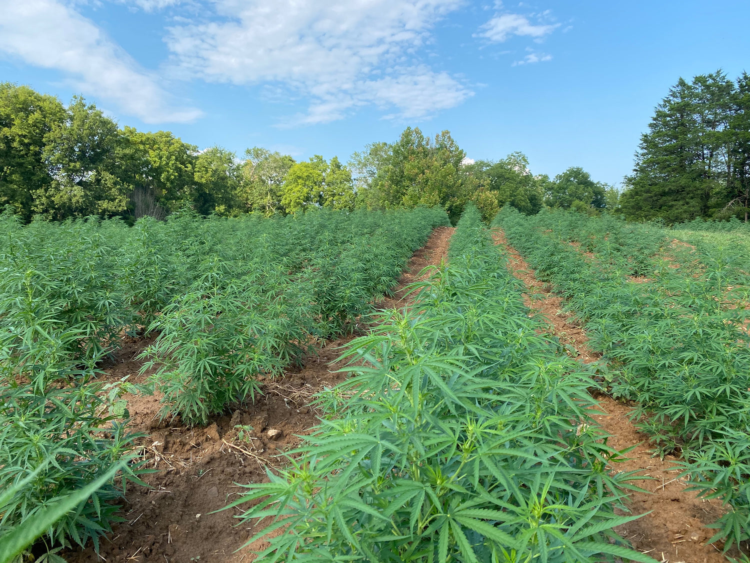 CBD Flower