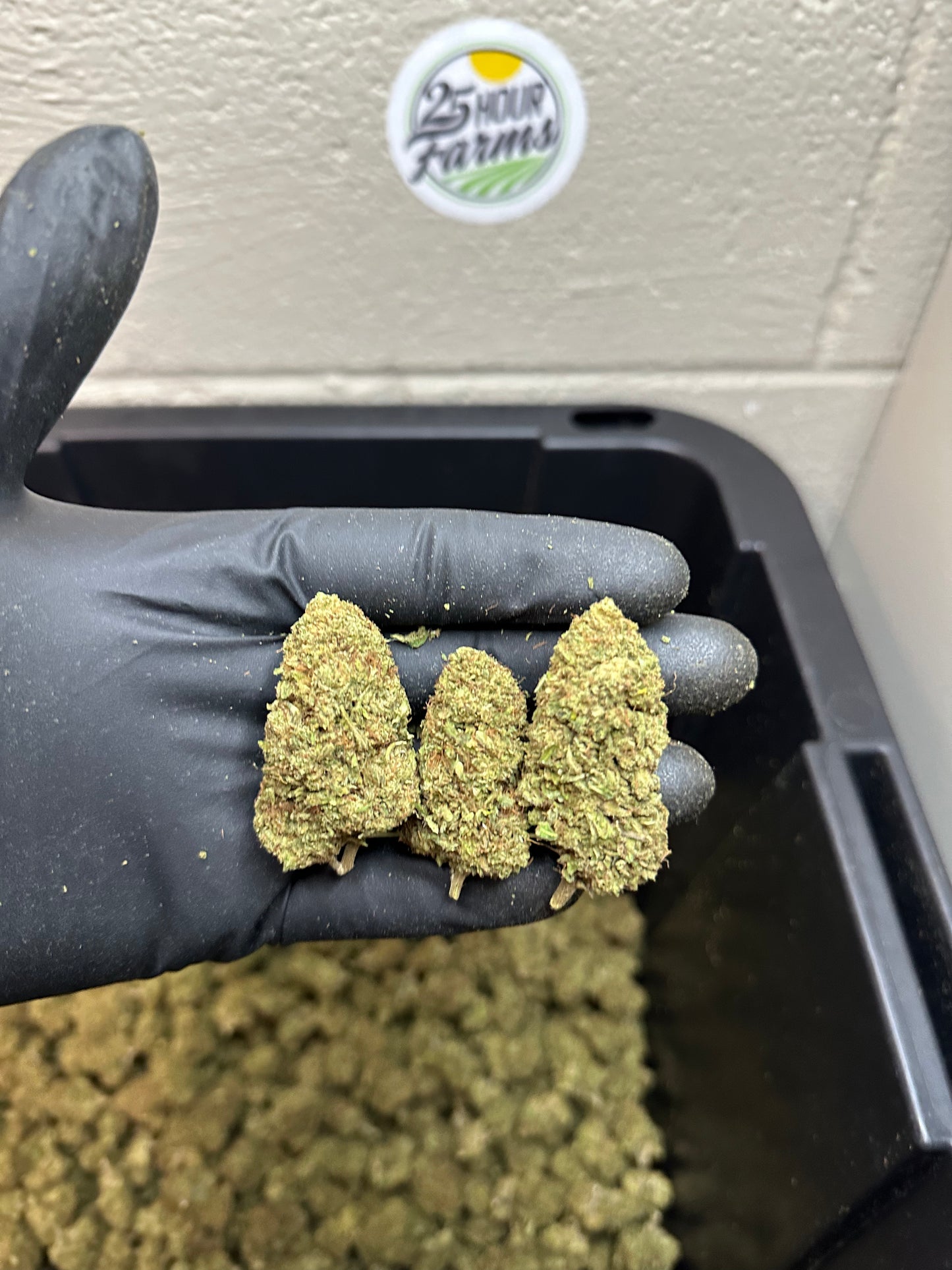 Sour Apple Pie CBD Hemp Flower