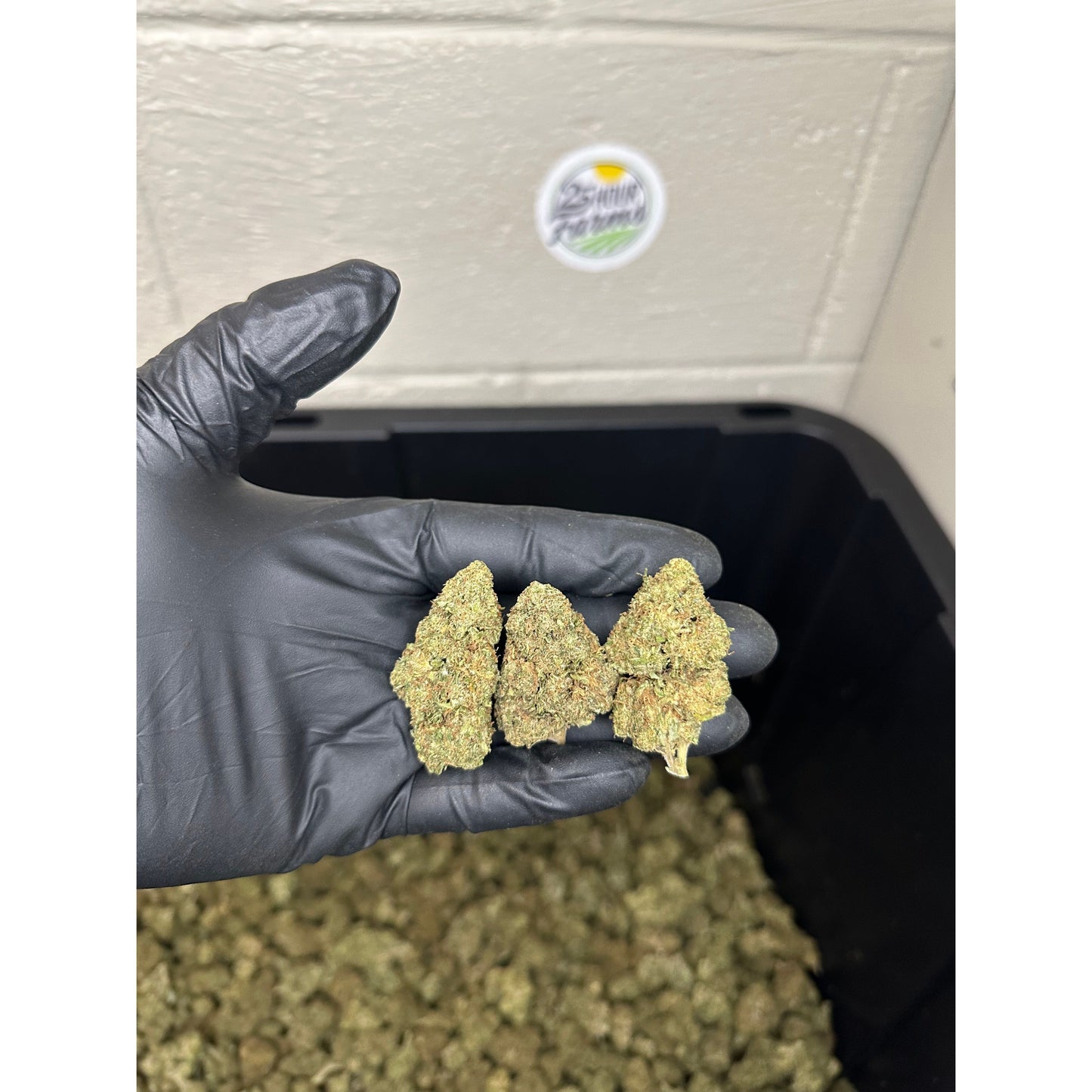 Lemon Runtz Hemp Flower