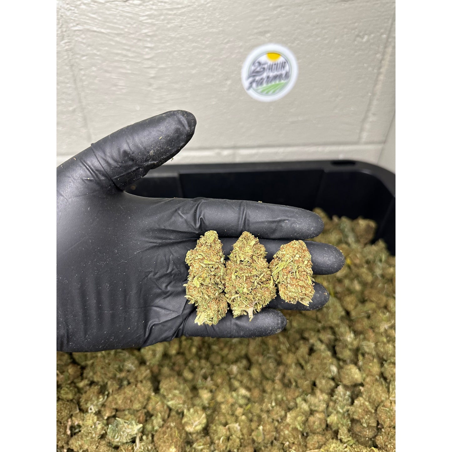 Orange Gas CBD Hemp Flower