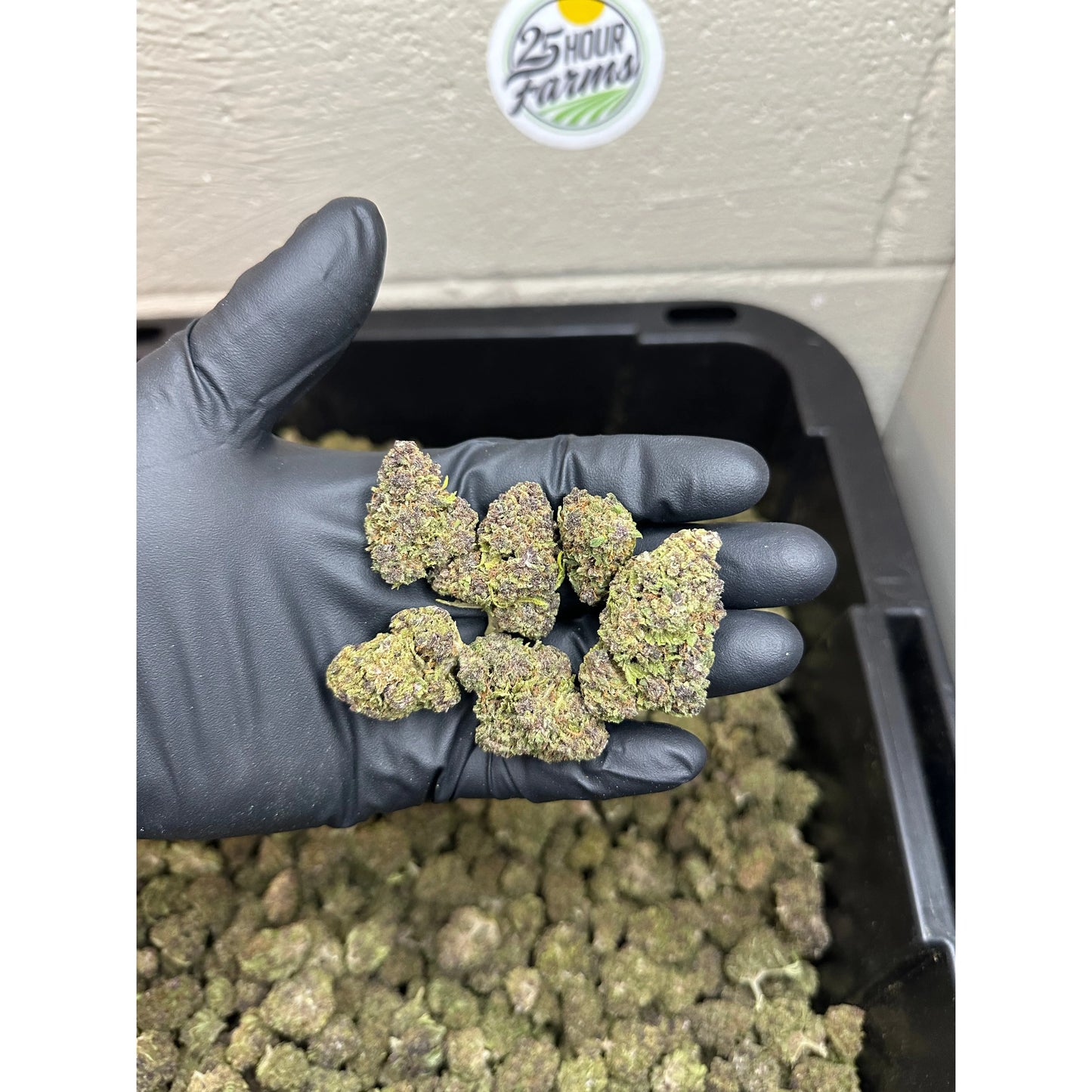 Purple Gruntz Hemp Flower