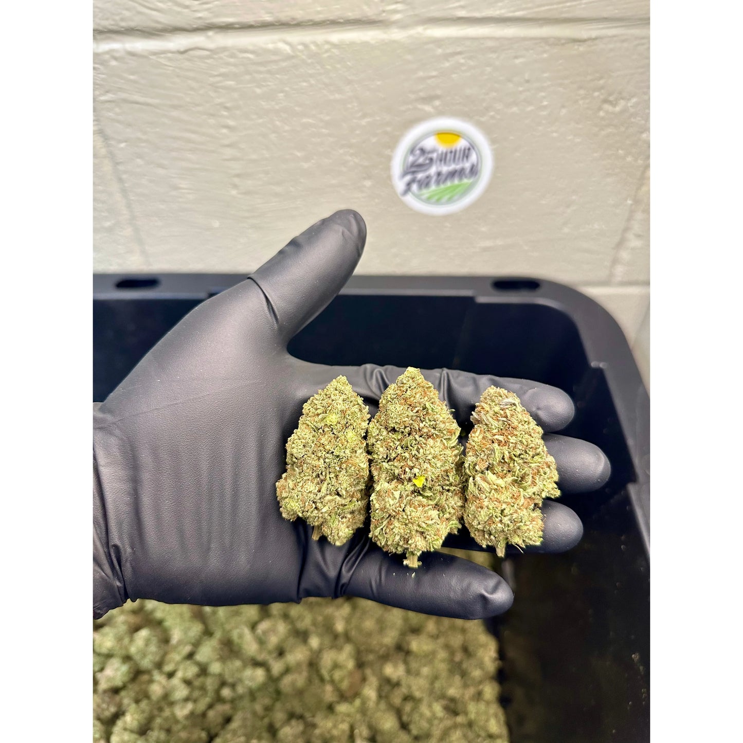 Platinum Bubba Kush Hemp Flower