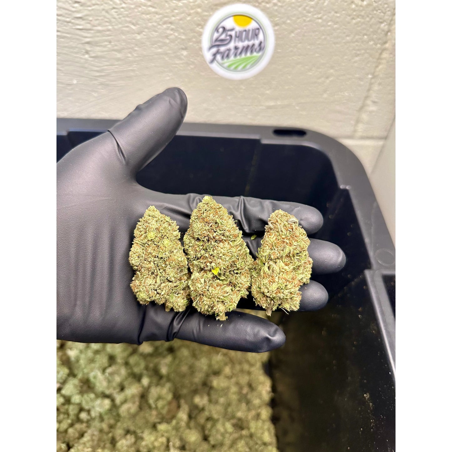 Platinum Bubba Kush Hemp Flower