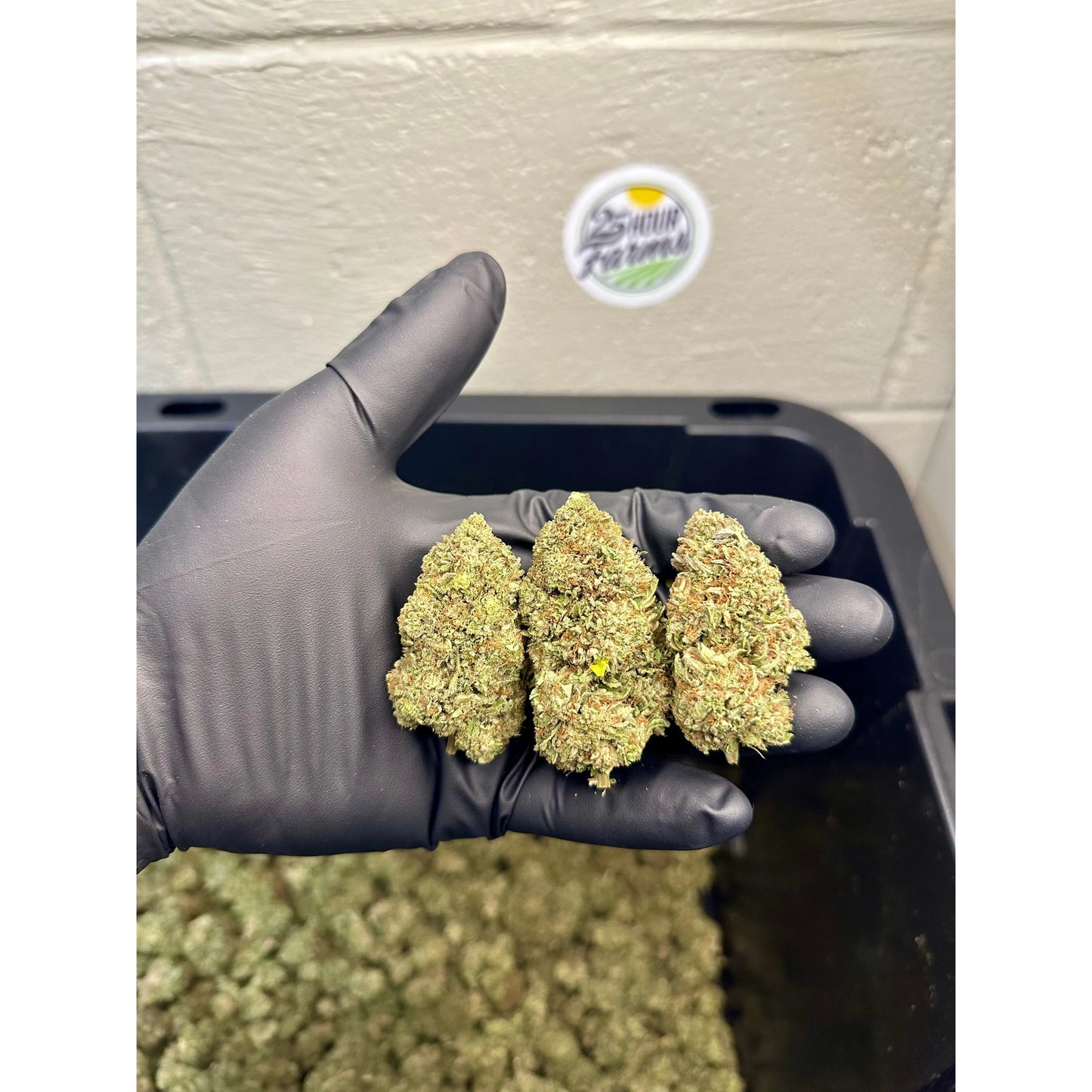 Platinum Bubba Kush Hemp Flower