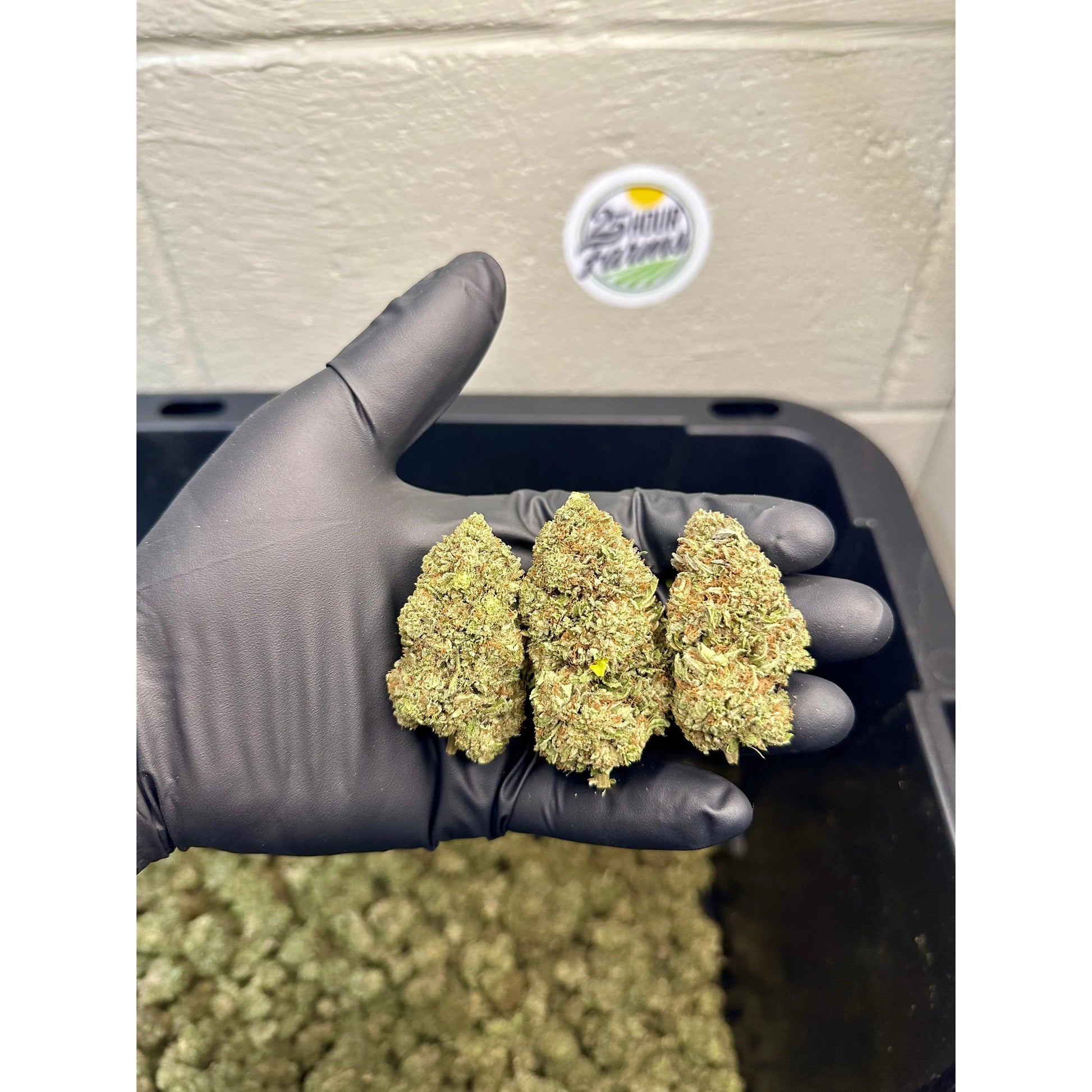 Platinum Bubba Kush Hemp Flower