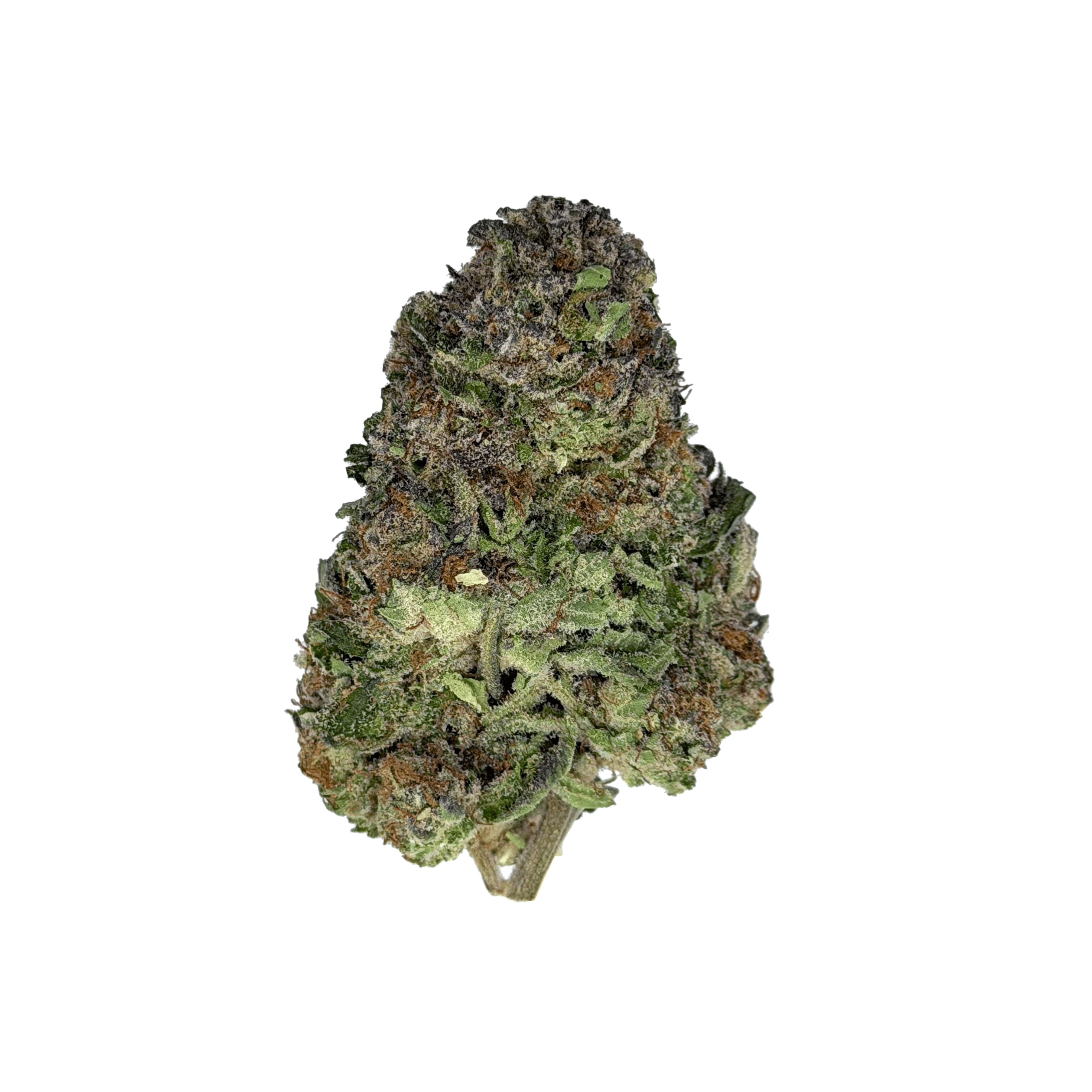 Order Ginger Mintz THCa Flower Strain by 25 Hour Farms