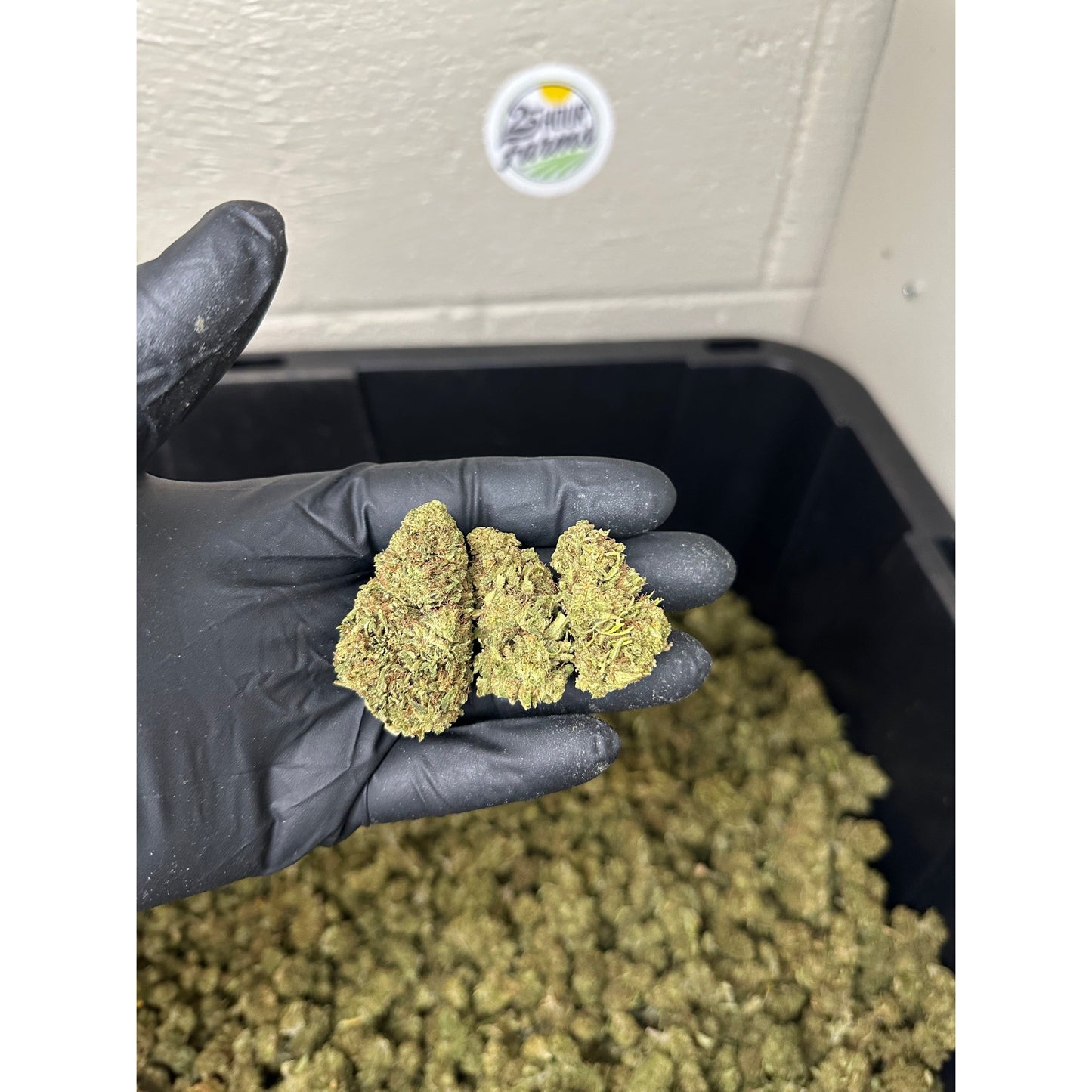 Sour Hawaiian Haze Hemp Flower