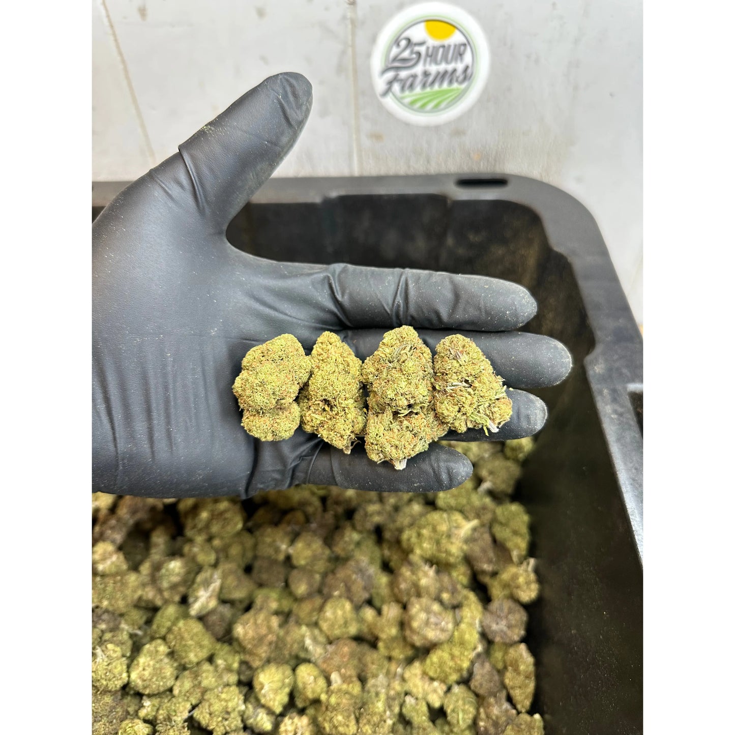 Froot Funk Hemp Flower