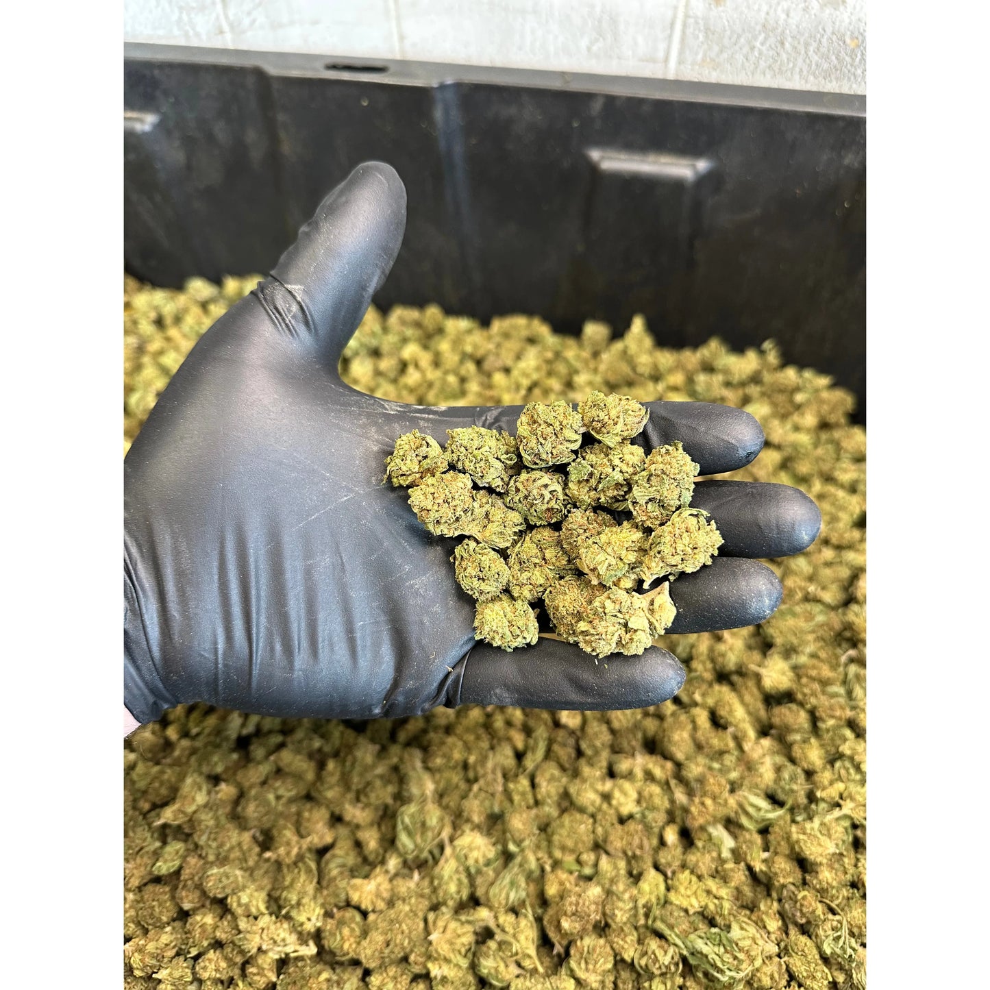 Casino Cookies Smalls Hemp Flower