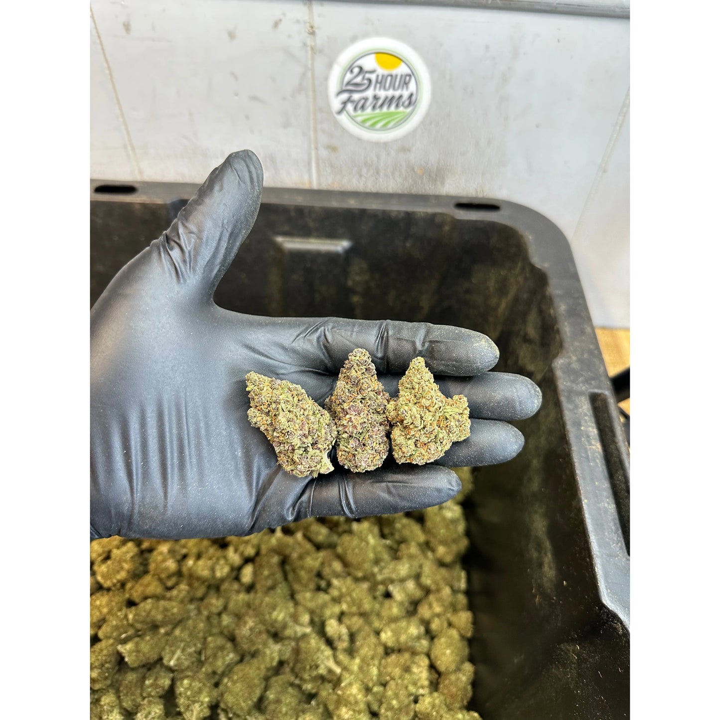 Indoor Purple Skunk Hemp Flower
