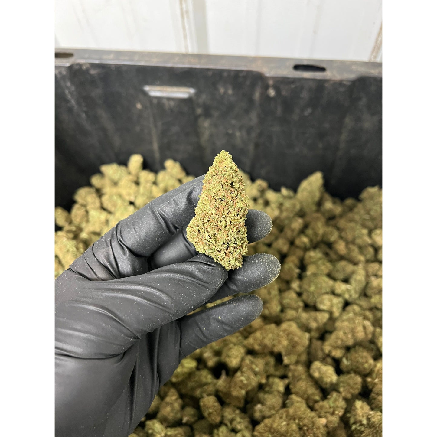 Apple Fritter CBD Hemp Flower