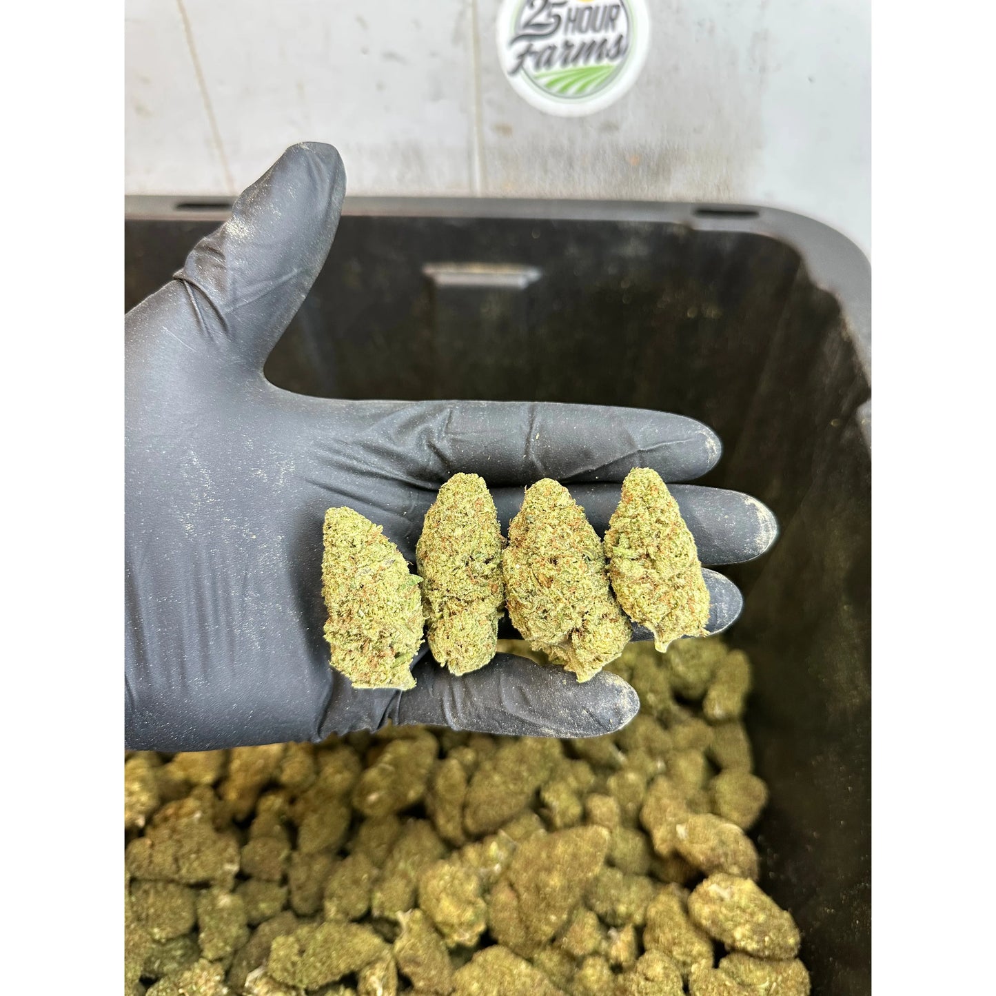 Indoor Zour Apple CBD Hemp Flower