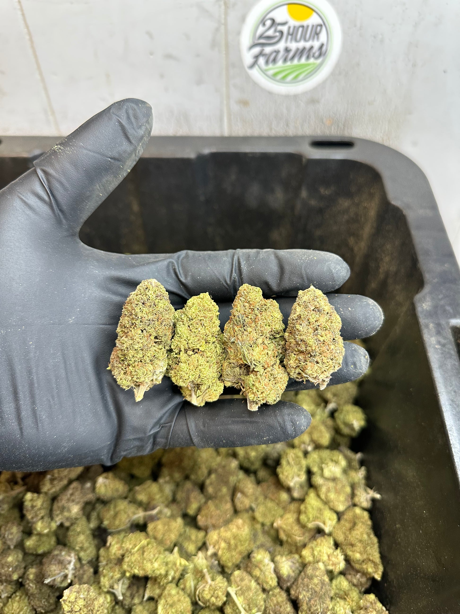 Froot Funk Hemp Flower