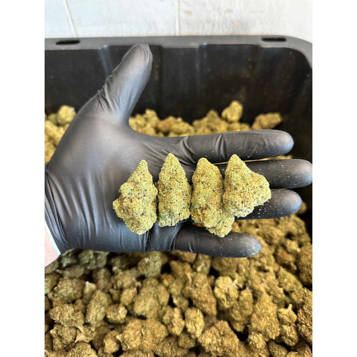 Indoor Strawberry Haze CBD Hemp Flower