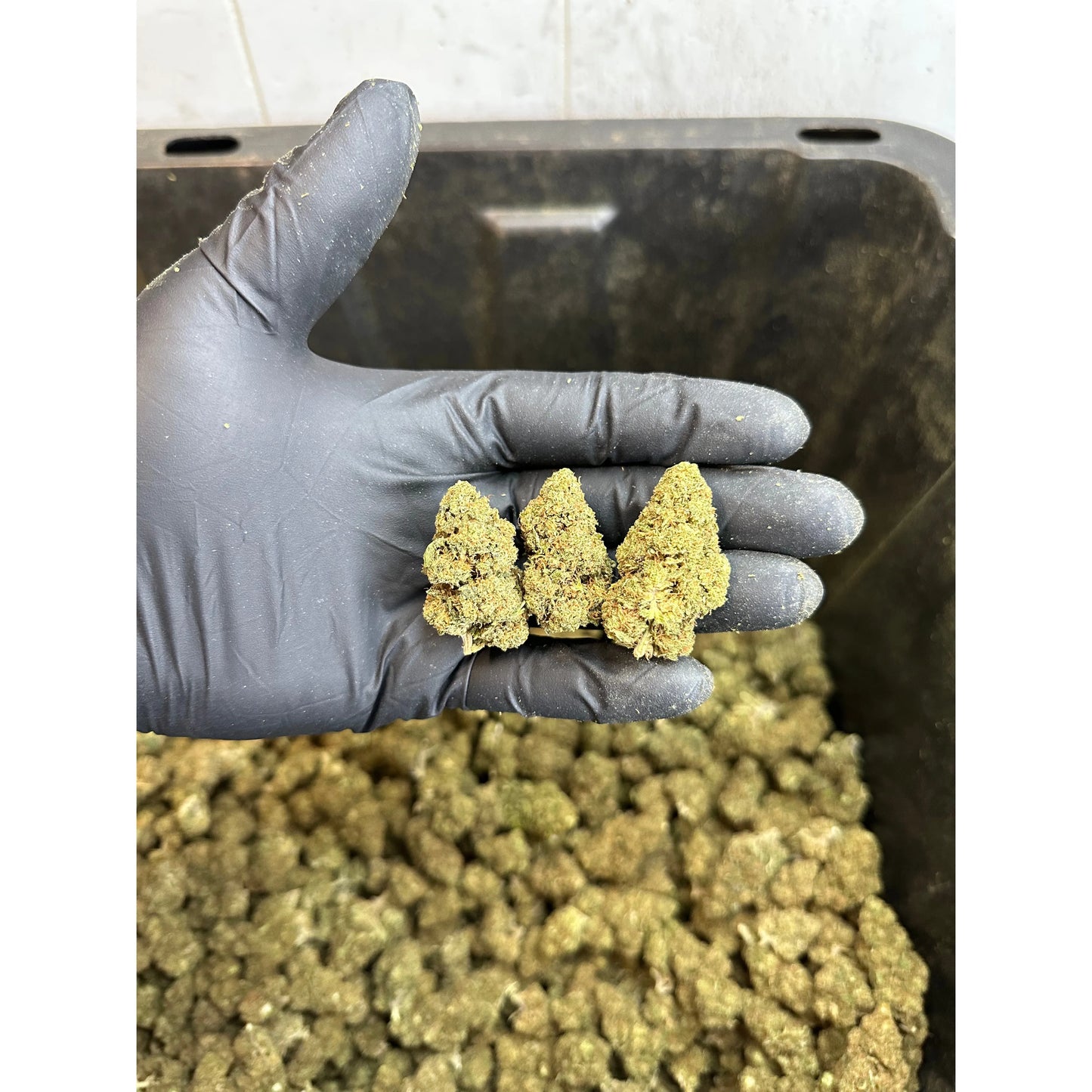 Lemon Haze Hemp Flower