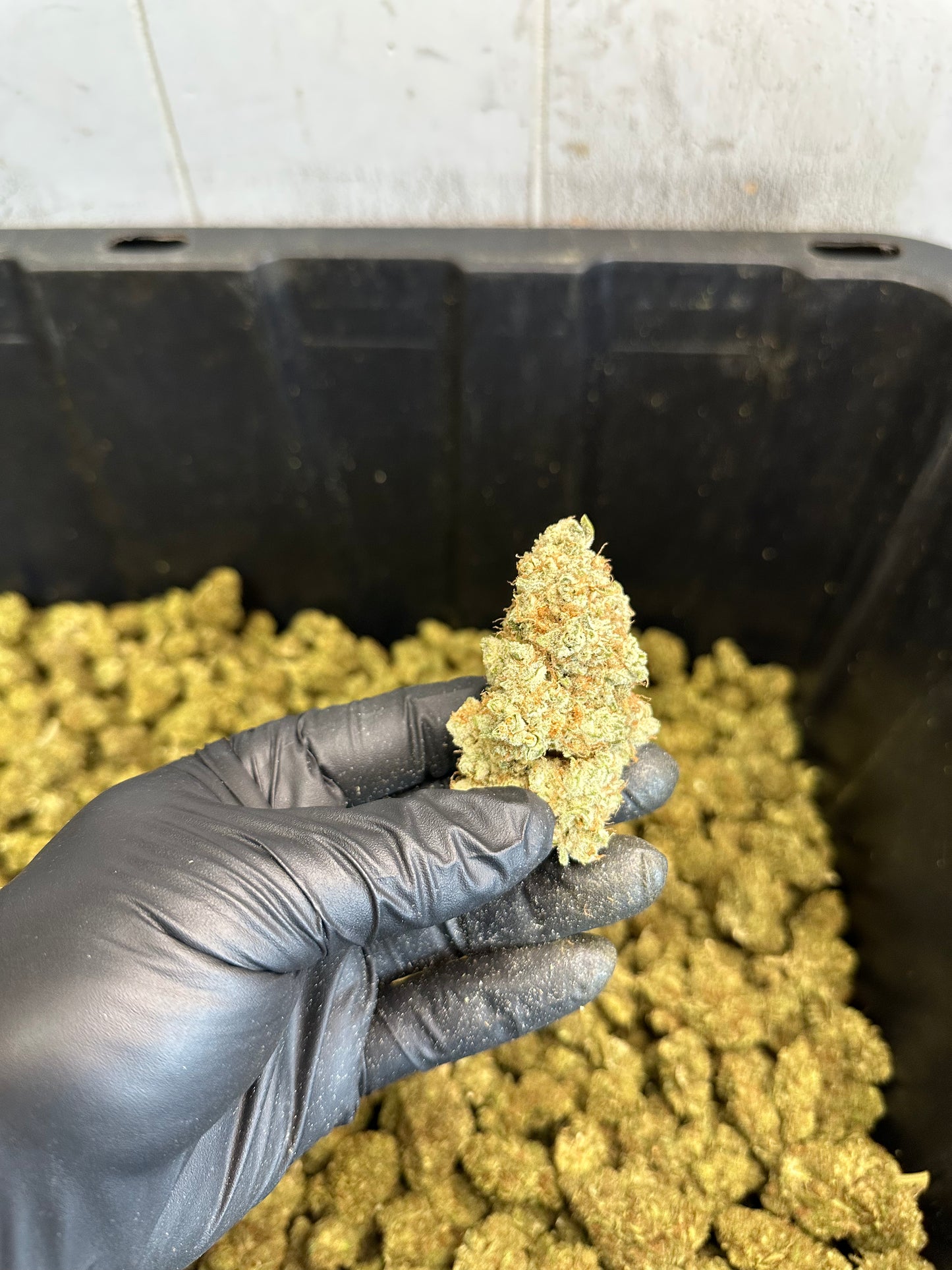 White Wizard Indoor CBD Hemp Flower
