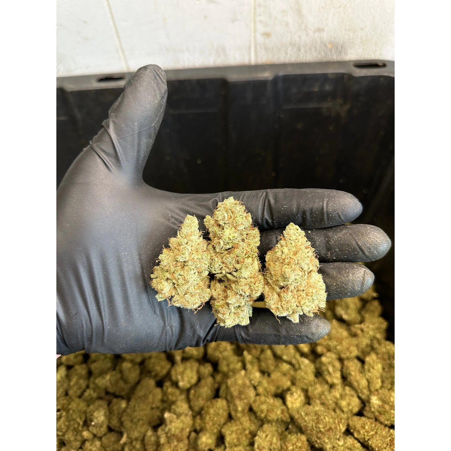 White Wizard Indoor CBD Hemp Flower