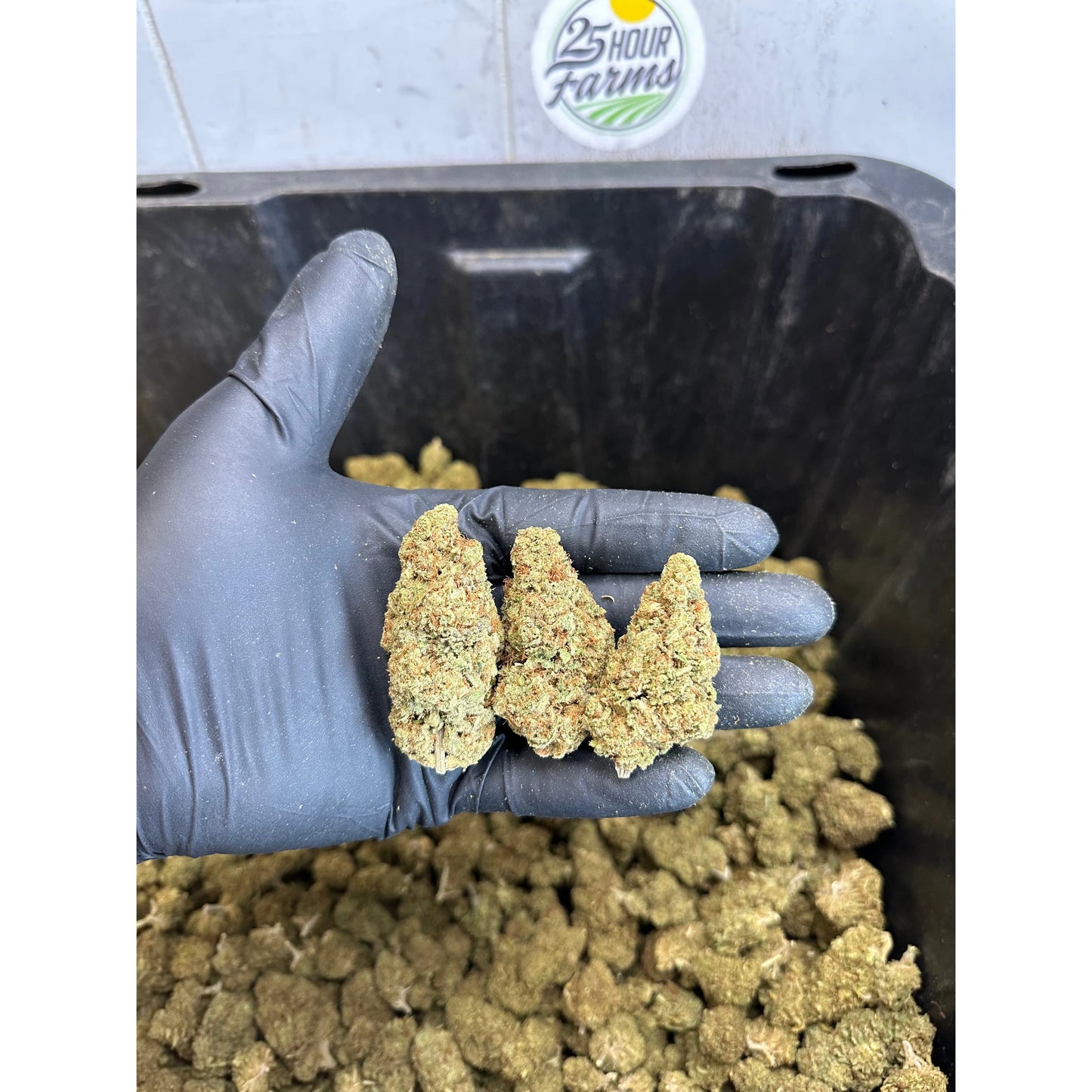 Indoor Northern Lights Hemp Flower