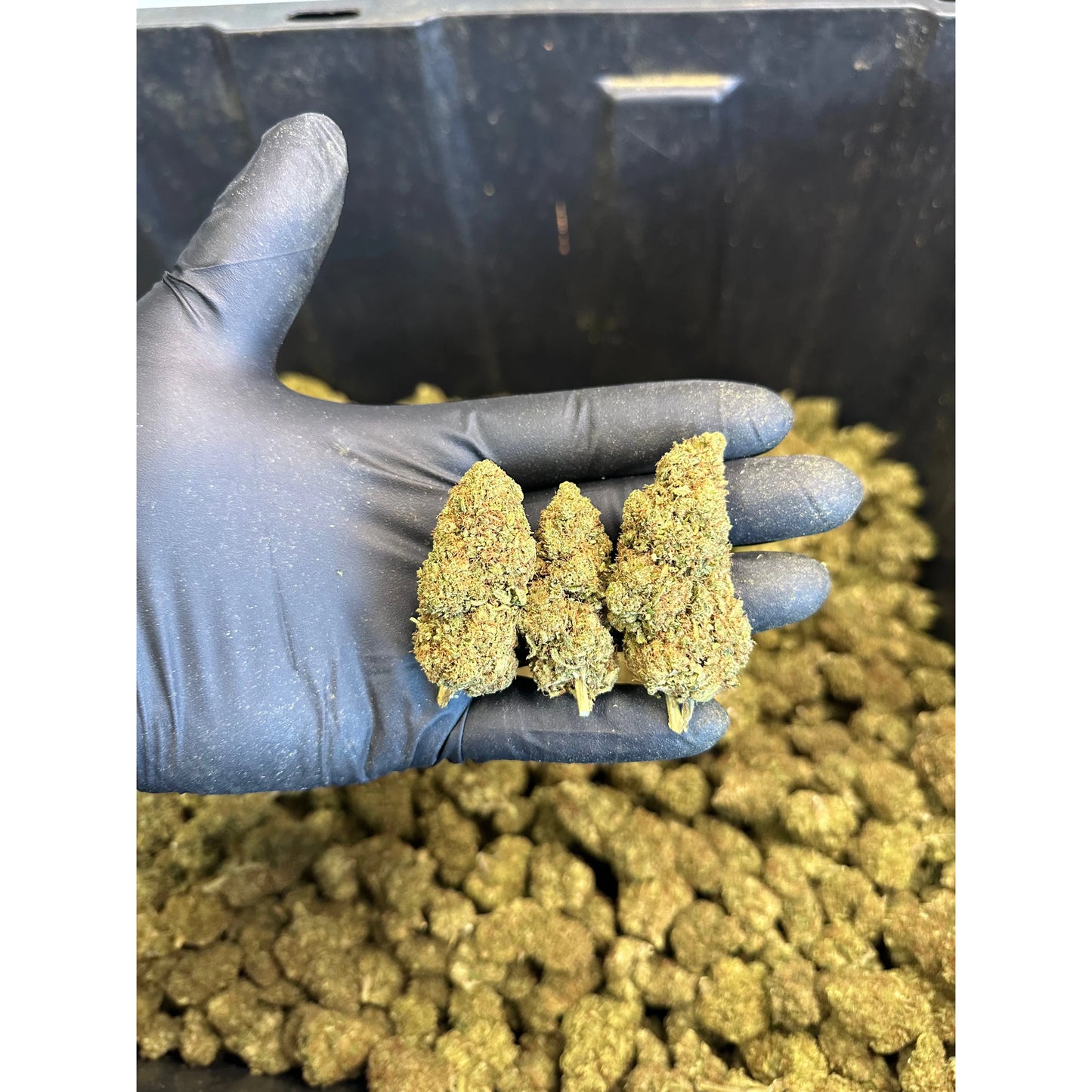 Tennessee Tangie Hemp Flower