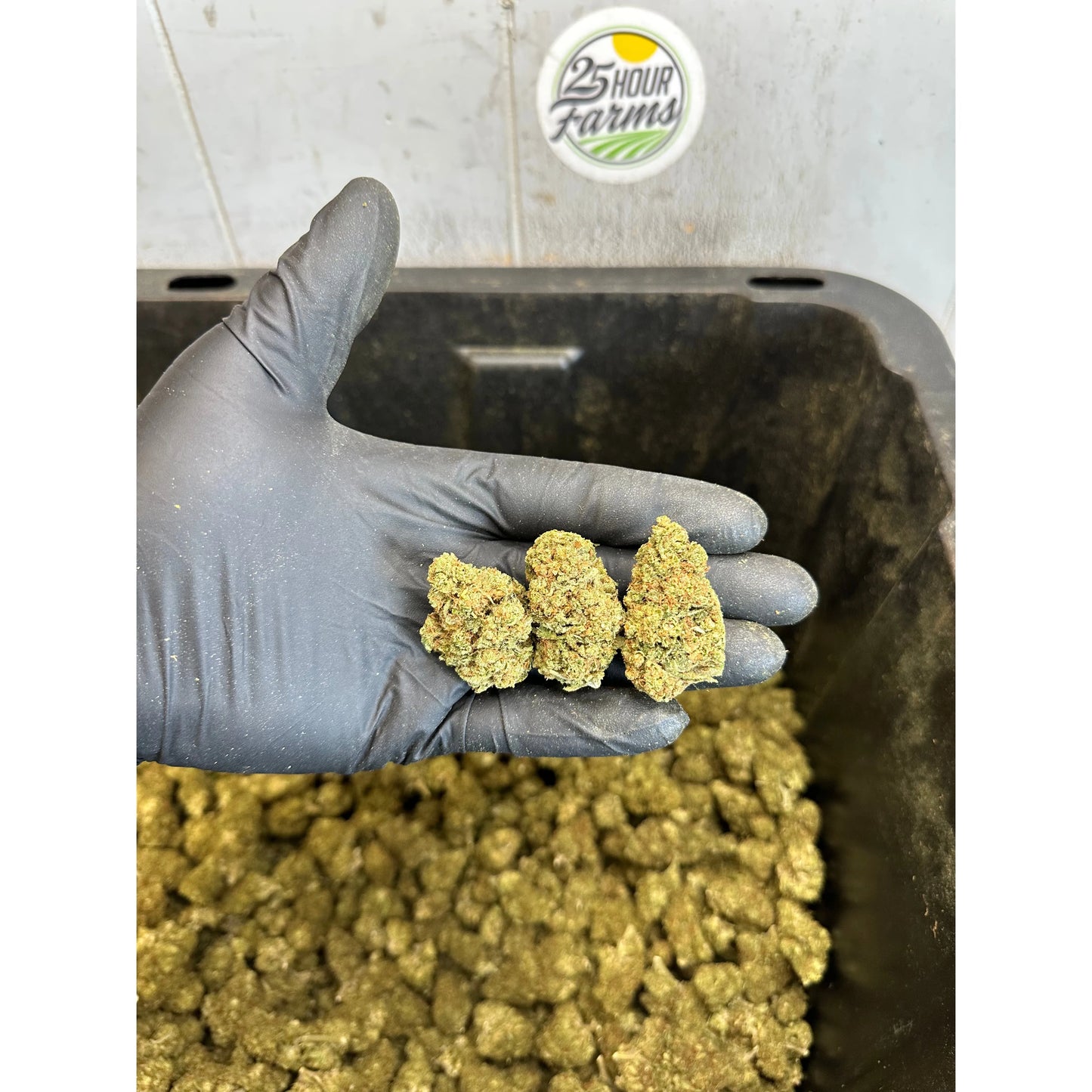 Orange Creamsicle Indoor CBD Hemp Flower