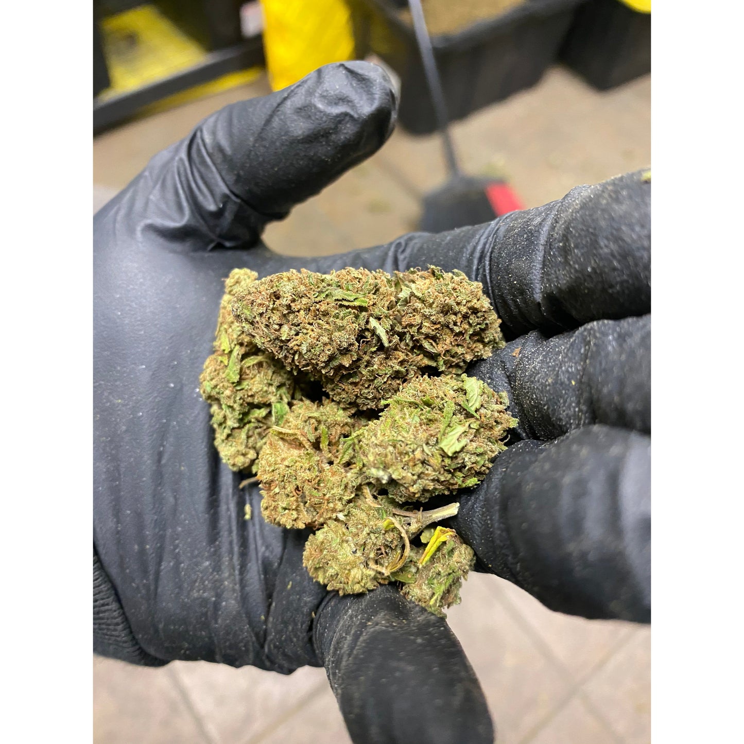 Lindoria CBD Flower